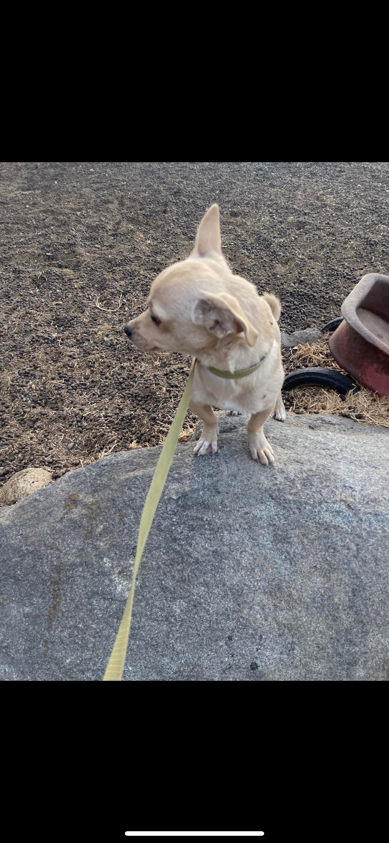 Barney, a Adoptable mixed breed in Fresno, CA image 3/5