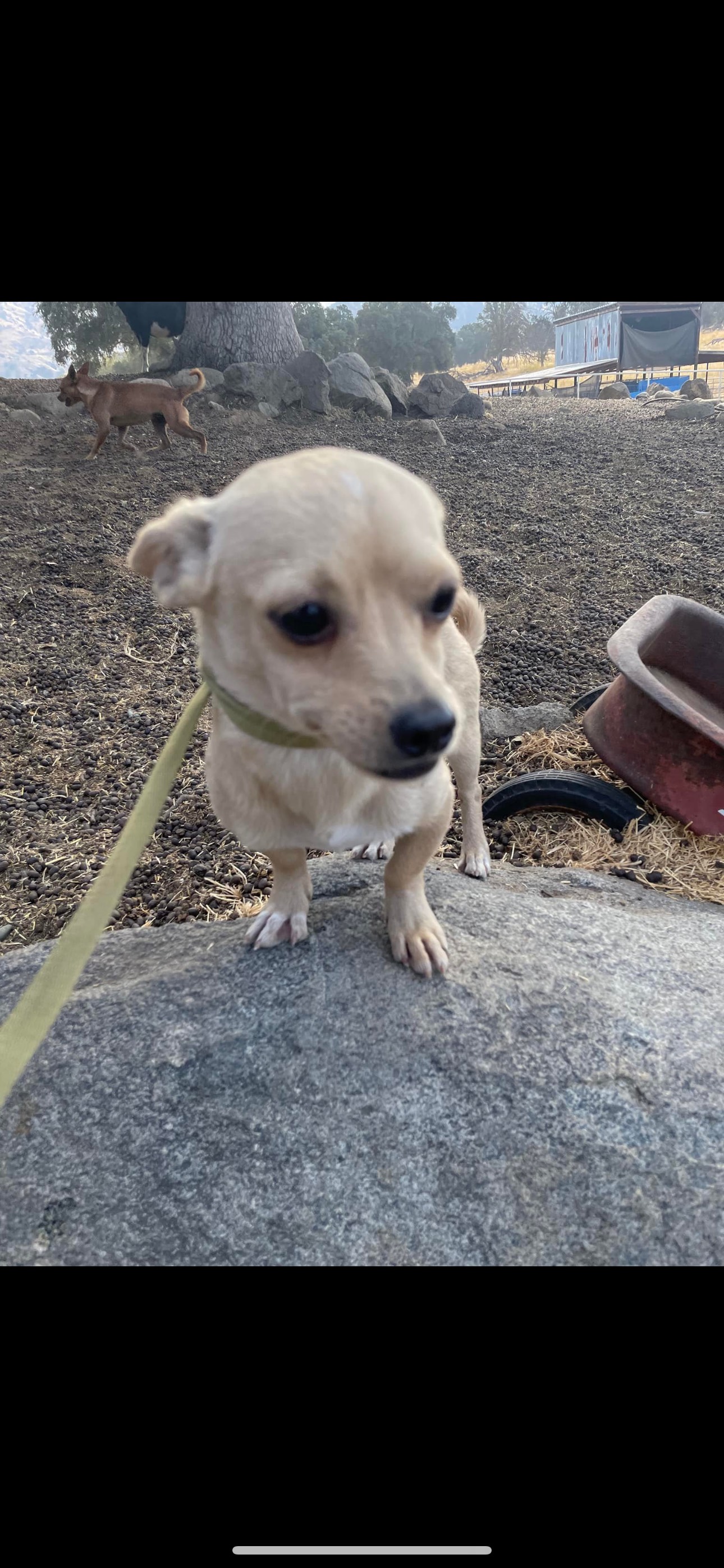 Barney, a Adoptable mixed breed in Fresno, CA image 1/5