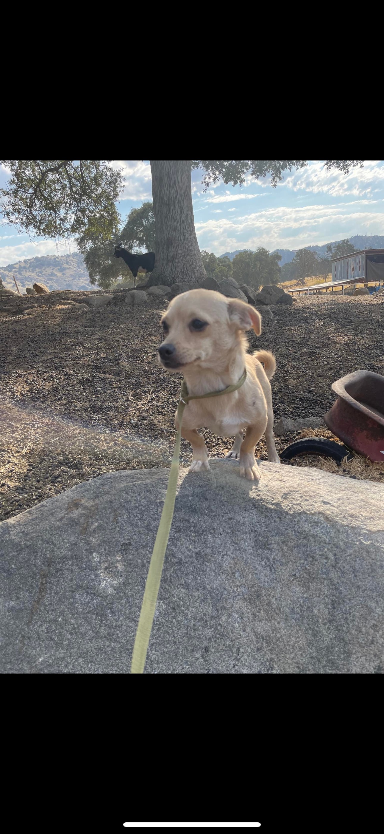 Barney, a Adoptable mixed breed in Fresno, CA image 2/5