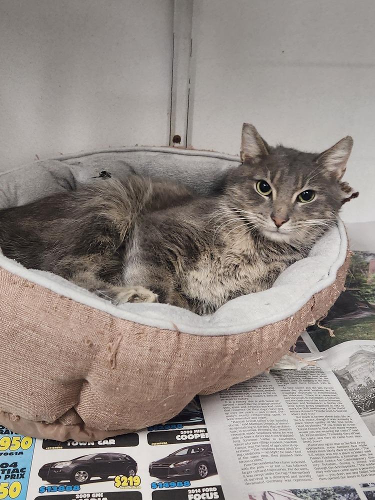 WINTSON, Adoptable, Adult Male Domestic Short Hair & Tabby.