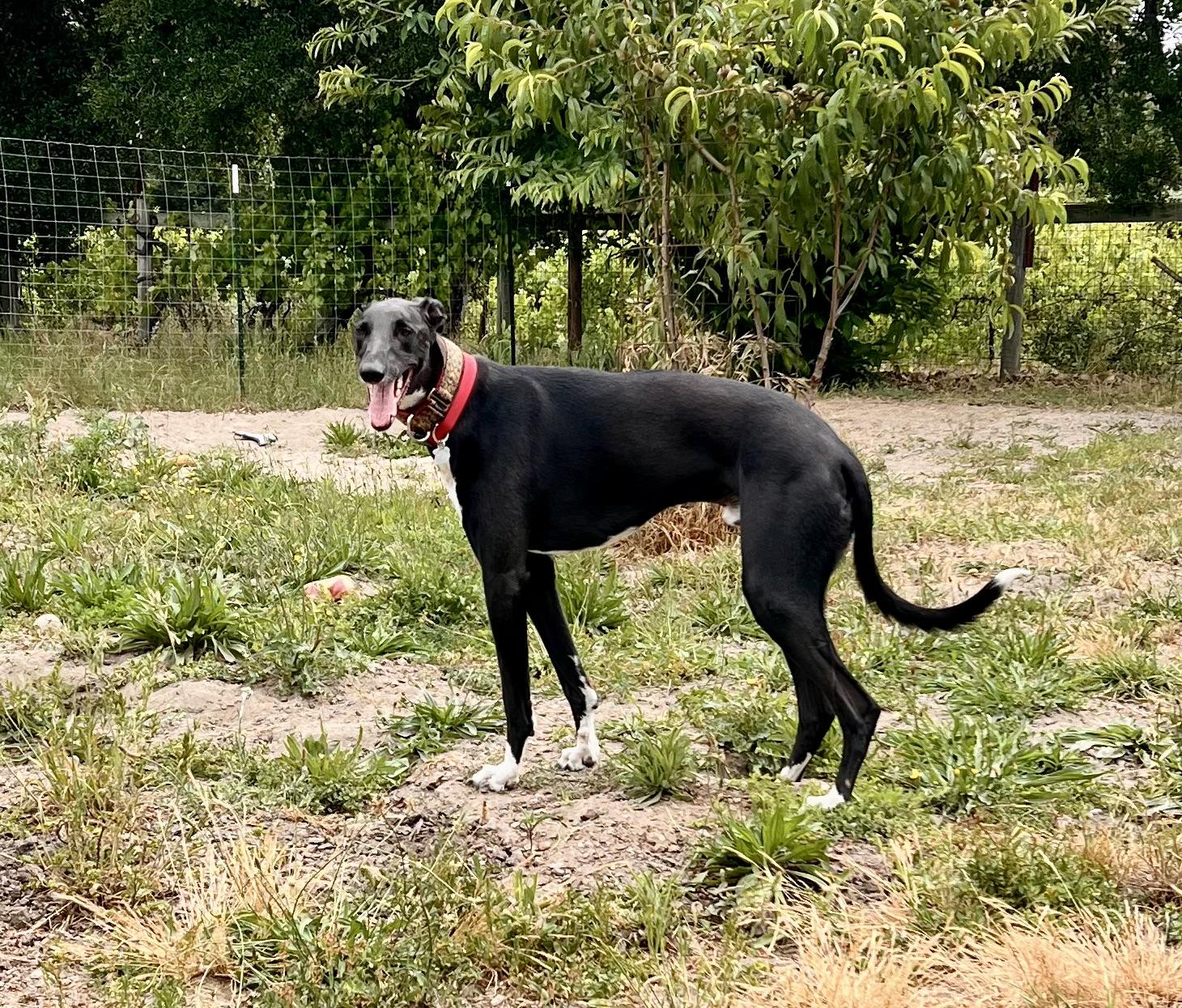 Cy, a ADOPTABLE Greyhound in Santa Rosa, CA image 2/2
