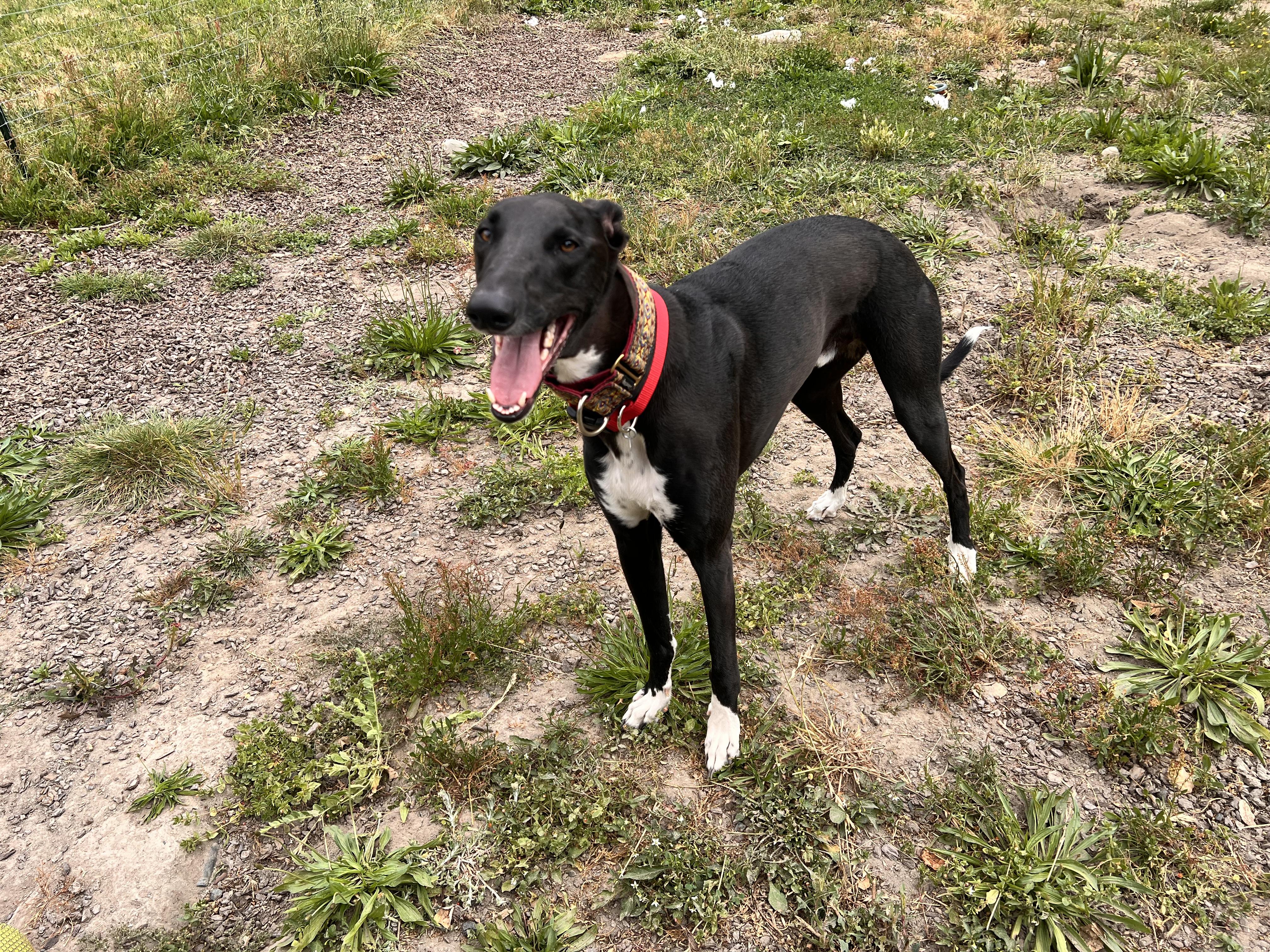 Cy, ADOPTABLE, Adult Male Greyhound.