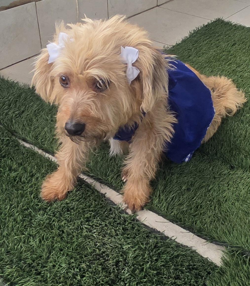Enlarge Chikiss, a ADOPTABLE Norfolk Terrier in Fallbrook, CA image 1/6