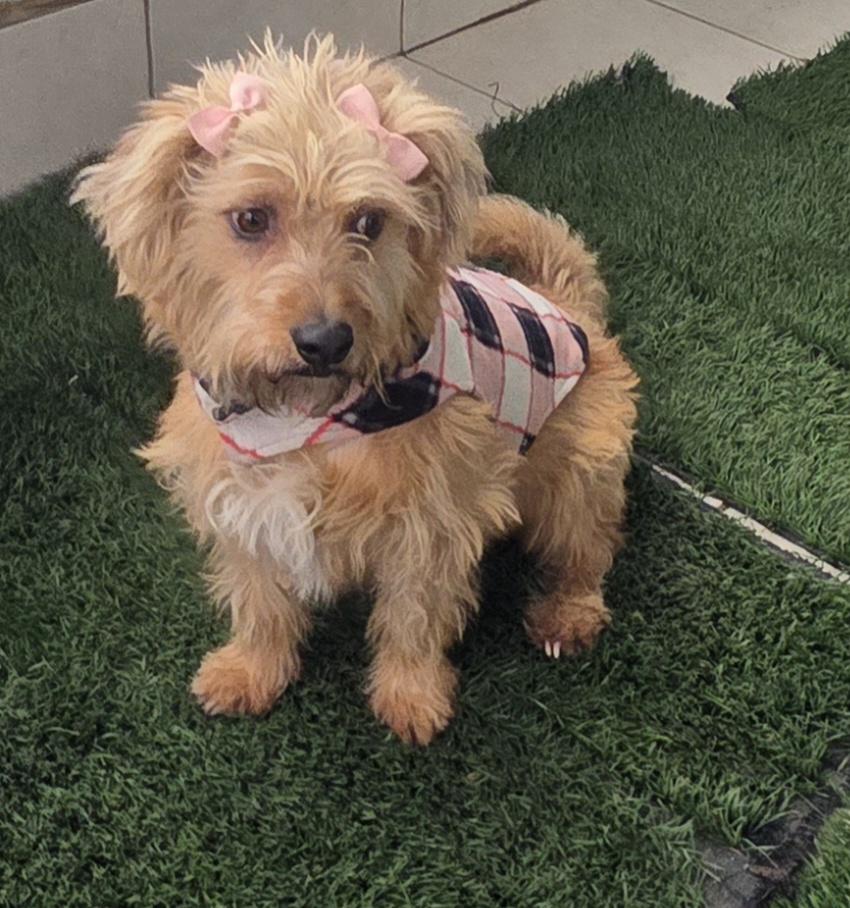 Enlarge Chikiss, a ADOPTABLE Norfolk Terrier in Fallbrook, CA image 3/6