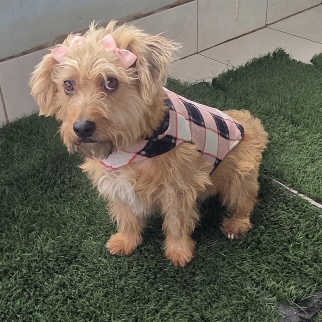 Enlarge Chikiss, a ADOPTABLE Norfolk Terrier in Fallbrook, CA image 5/6