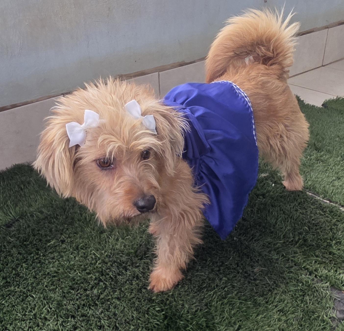 Enlarge Chikiss, a ADOPTABLE Norfolk Terrier in Fallbrook, CA image 4/6
