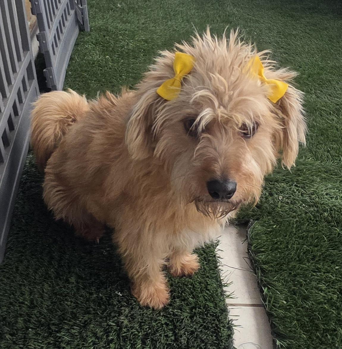 Enlarge Chikiss, a ADOPTABLE Norfolk Terrier in Fallbrook, CA image 2/6