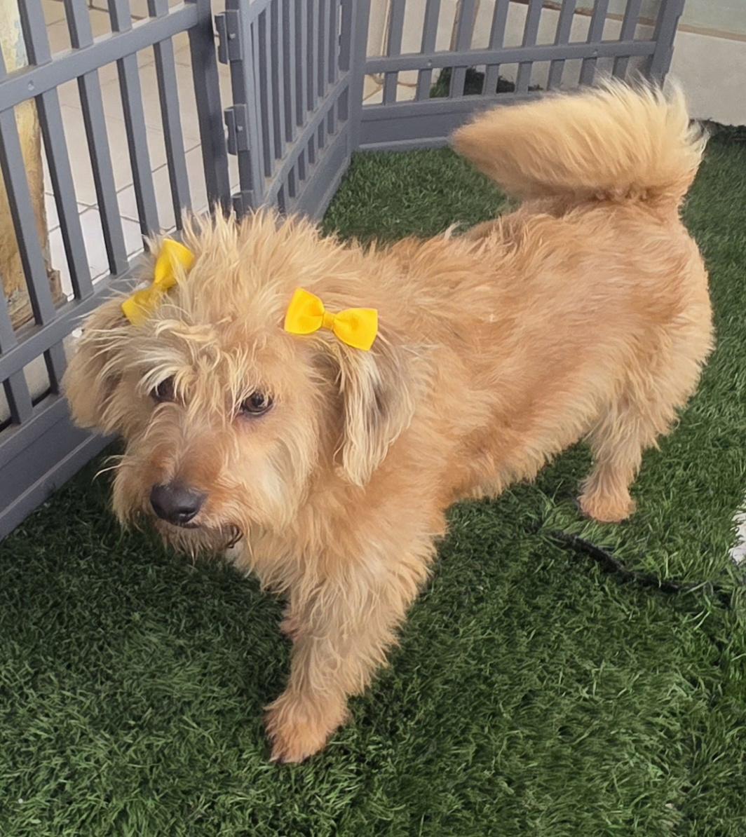 Enlarge Chikiss, a ADOPTABLE Norfolk Terrier in Fallbrook, CA image 6/6