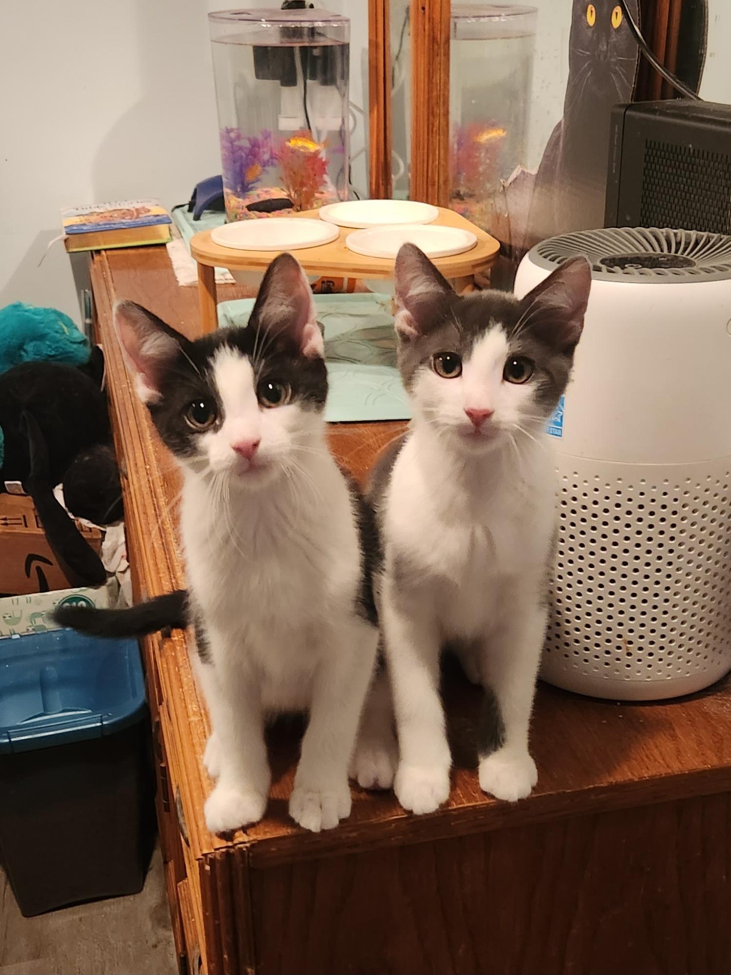Cat for adoption - Mario, a Domestic Short Hair in Clawson, MI | Petfinder