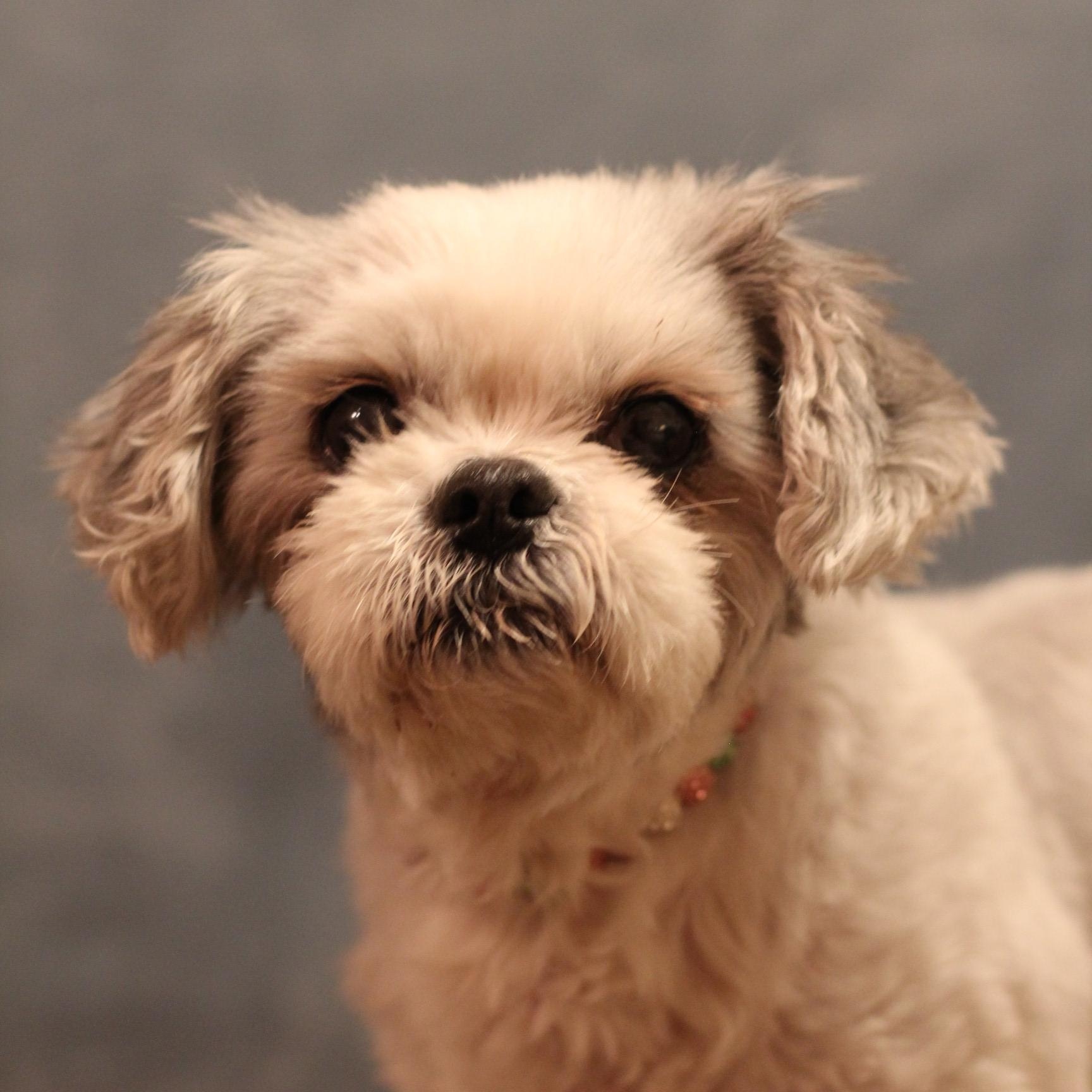 Enlarge Contessa, a ADOPTABLE Shih Tzu in Yukon, OK image 2/3