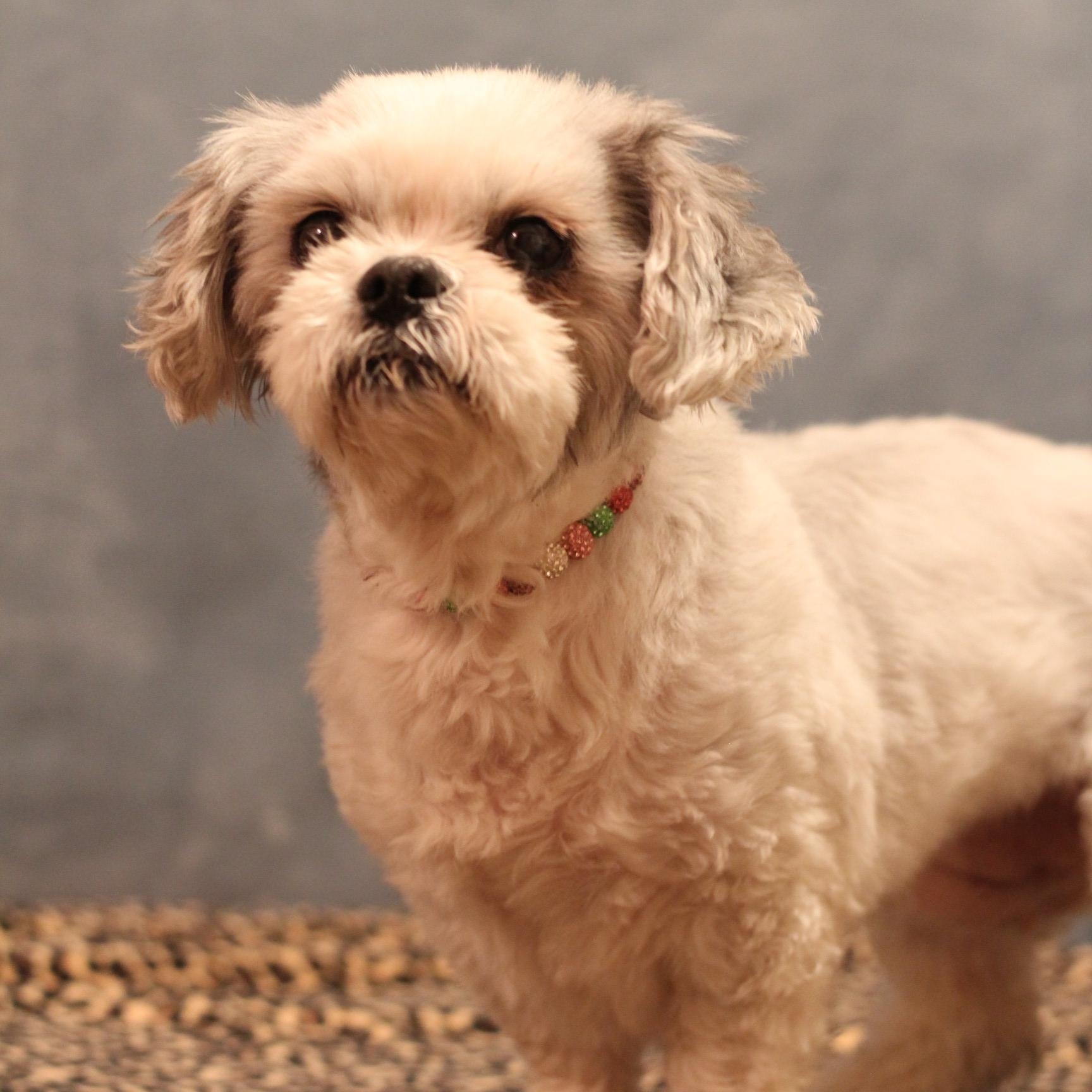 Contessa, ADOPTABLE, Senior Female Shih Tzu.