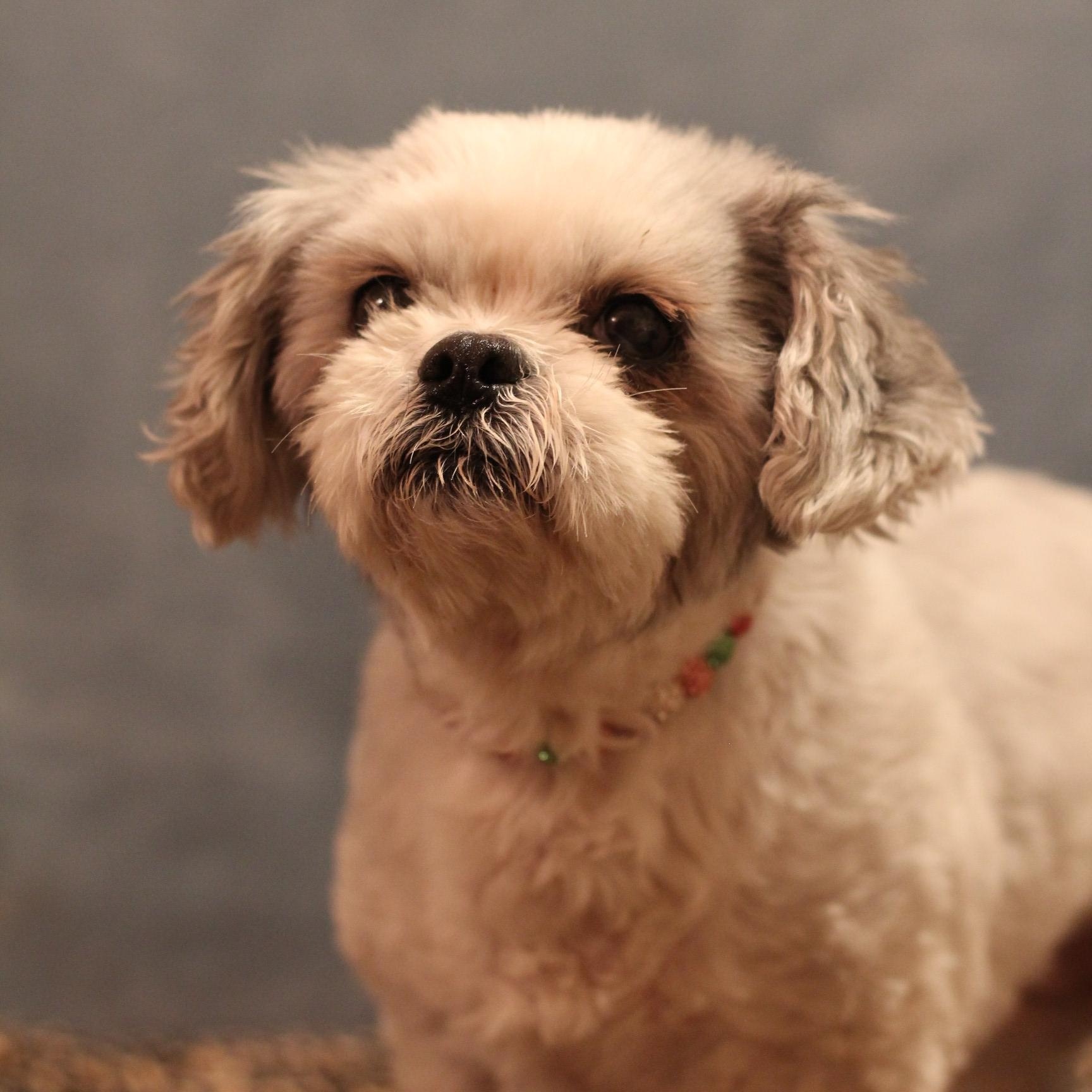 Enlarge Contessa, a ADOPTABLE Shih Tzu in Yukon, OK image 3/3