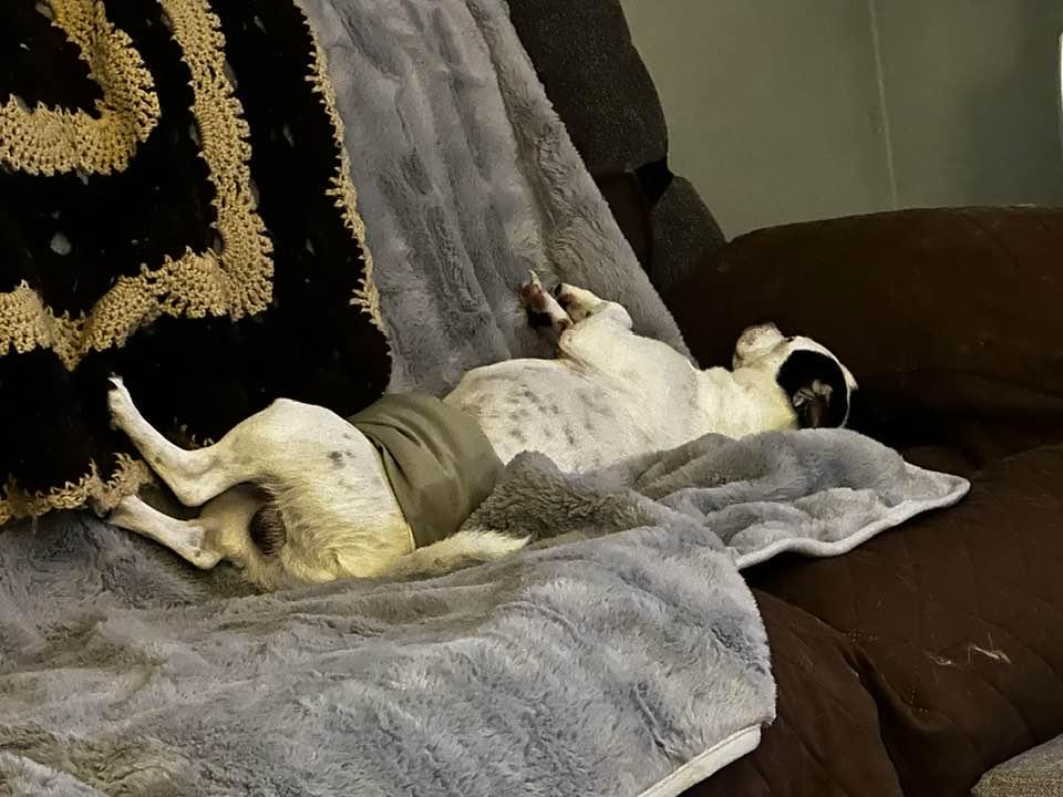 Enlarge Roscoe, a Adoptable mixed breed in North Olmsted, OH image 3/6