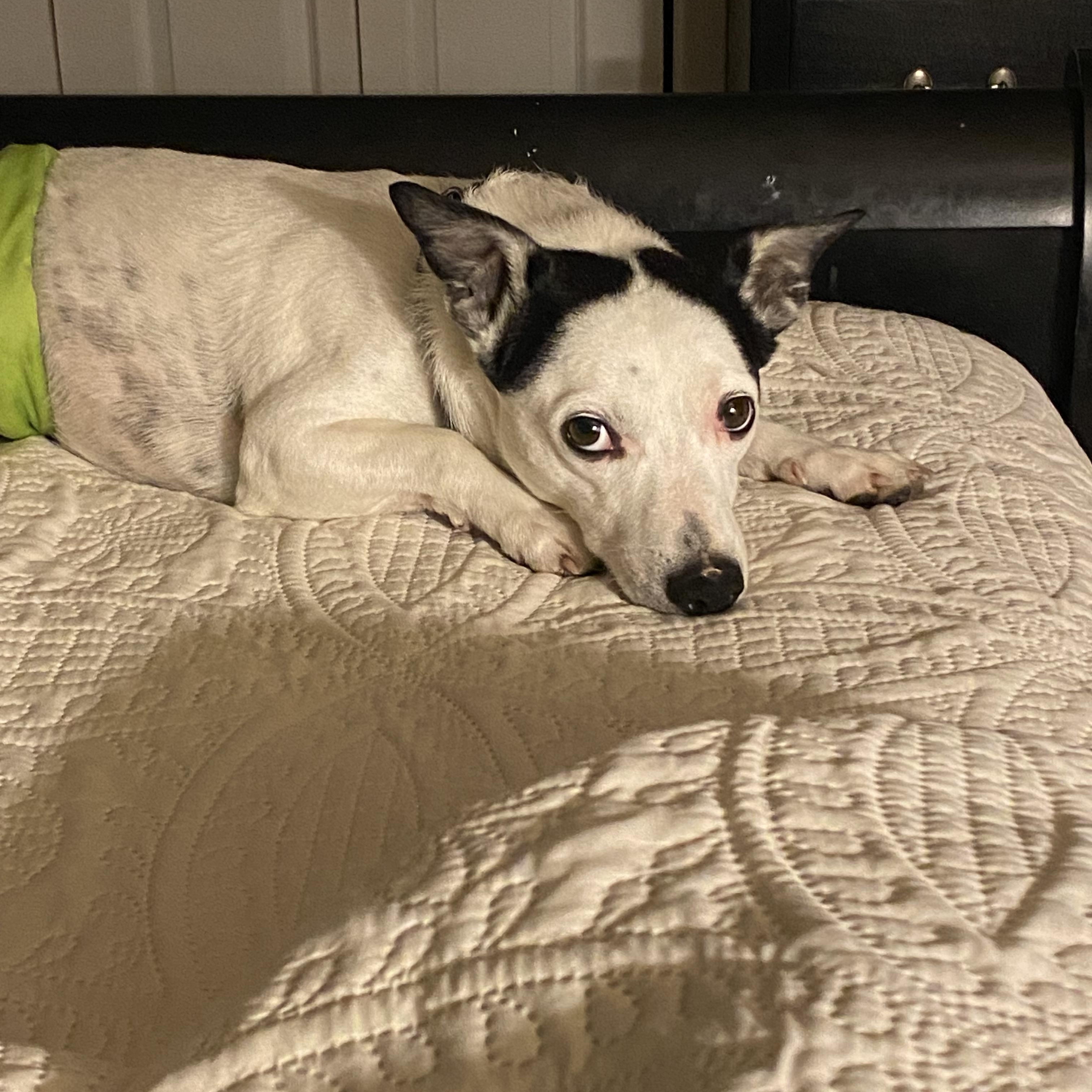 Enlarge Roscoe, a Adoptable mixed breed in North Olmsted, OH image 6/6