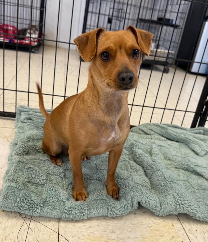 Enlarge Pippa, a Adopted mixed breed in Lemoore, CA image 1/2