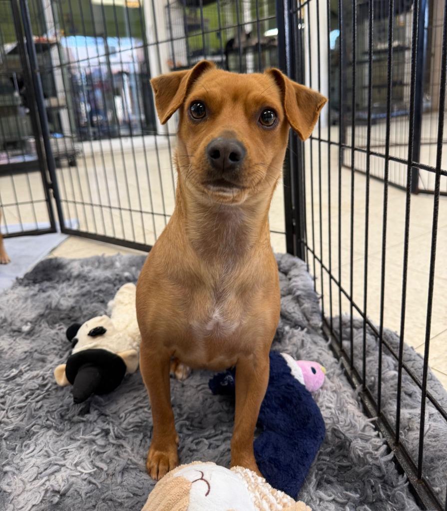 Enlarge Pippa, a Adopted mixed breed in Lemoore, CA image 2/2