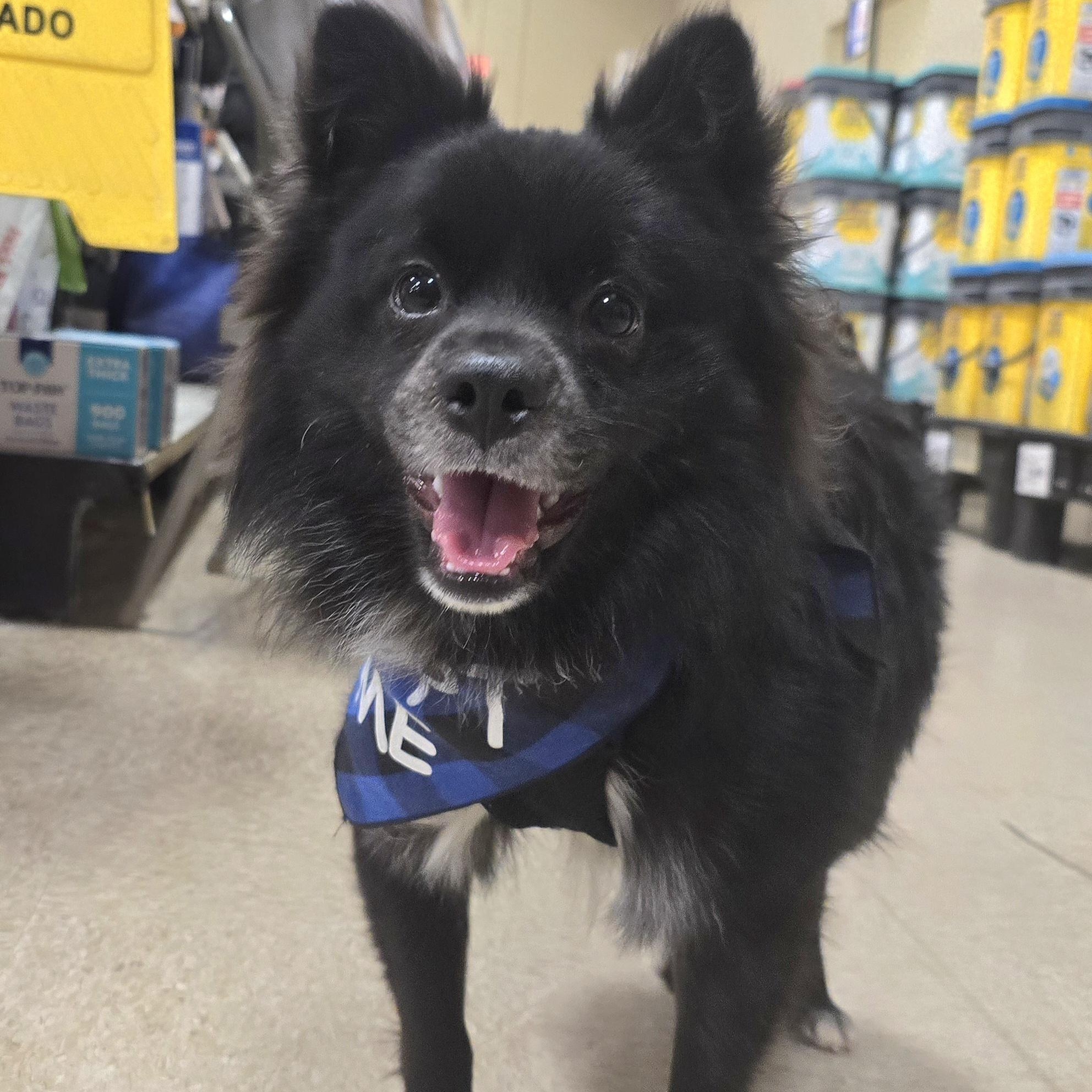Skip, ADOPTABLE, Young Male Pomeranian.