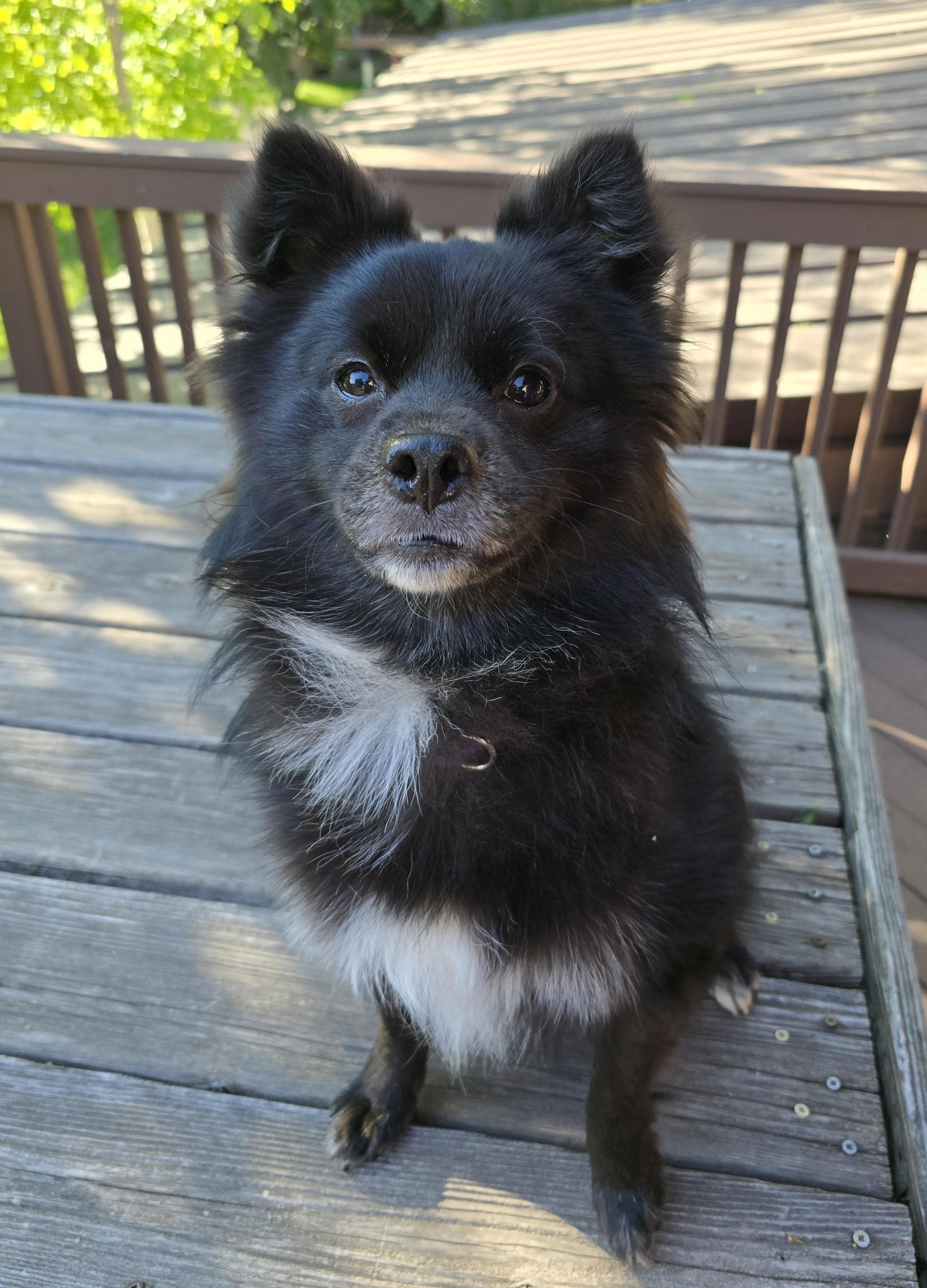 Skip, a ADOPTABLE mixed breed in Cedar Rapids, IA image 3/6