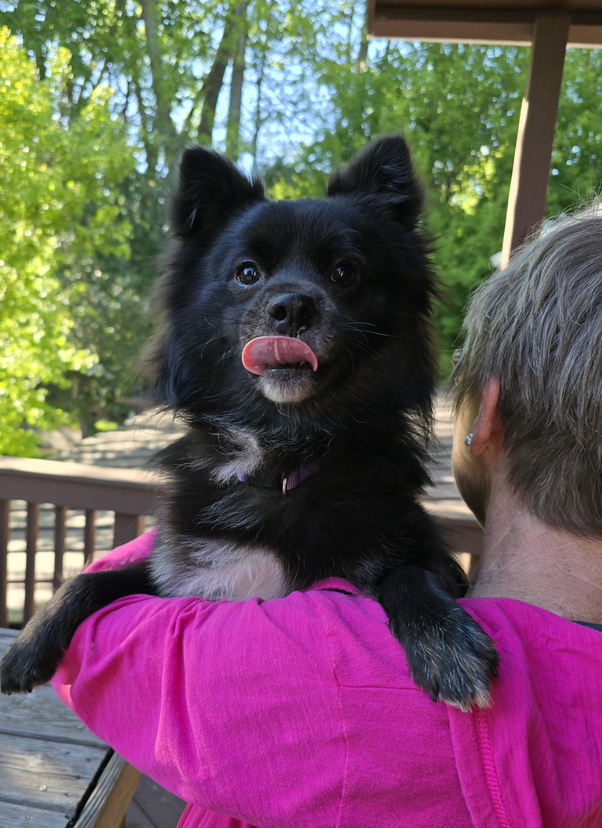 Skip, a ADOPTABLE mixed breed in Cedar Rapids, IA image 4/6