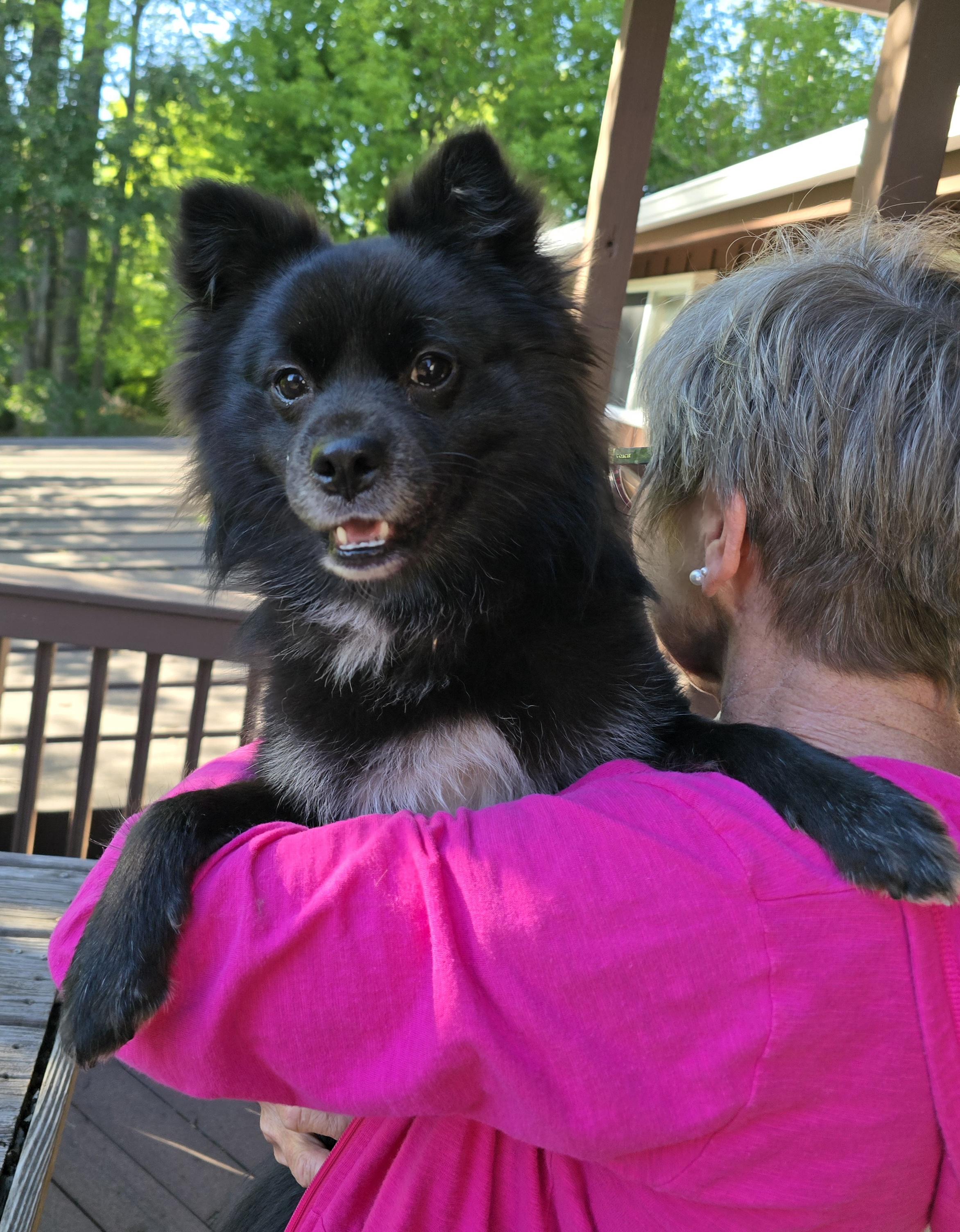 Skip, a ADOPTABLE mixed breed in Cedar Rapids, IA image 2/6