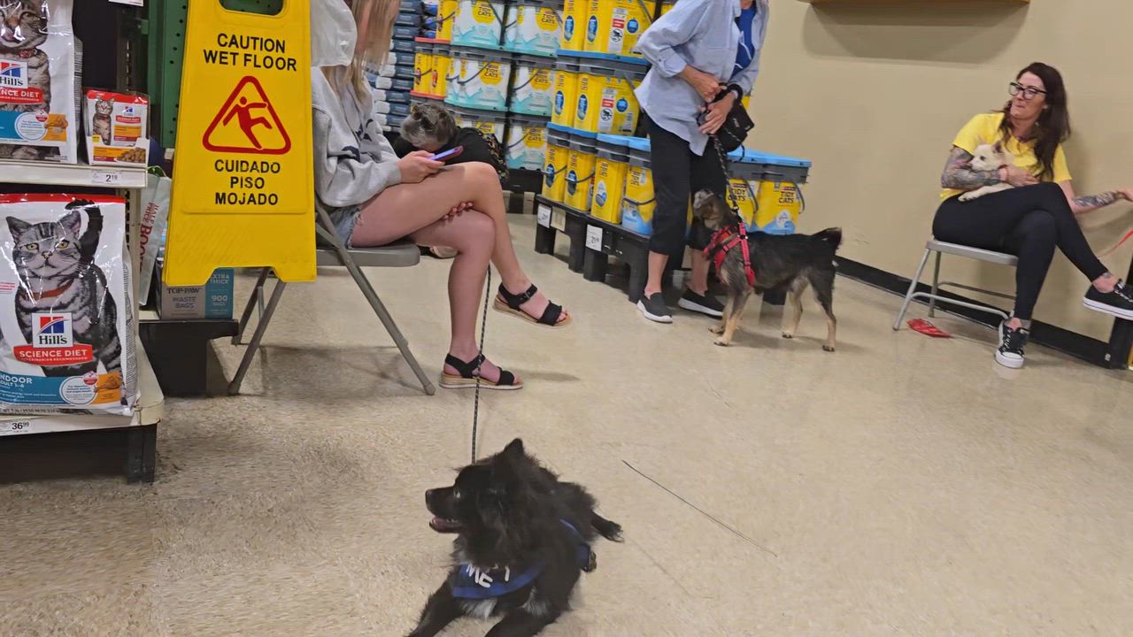 Enlarge Skip, a ADOPTABLE mixed breed in Cedar Rapids, IA video 6/6