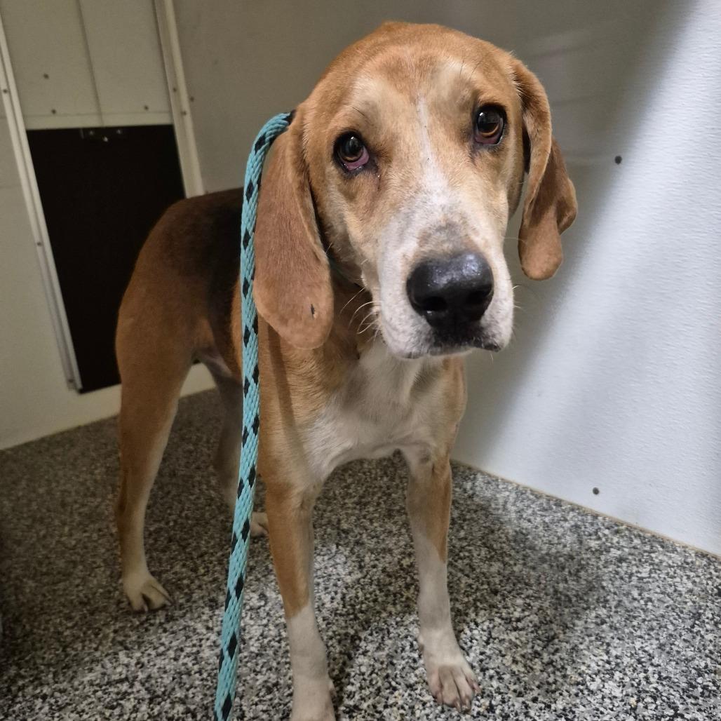 Taquito, Adoptable, Adult Male Foxhound.
