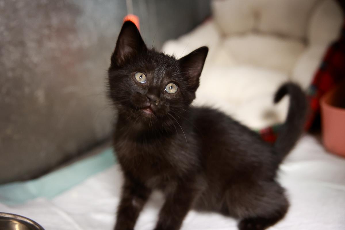 Violet, Baby Female Domestic Short Hair