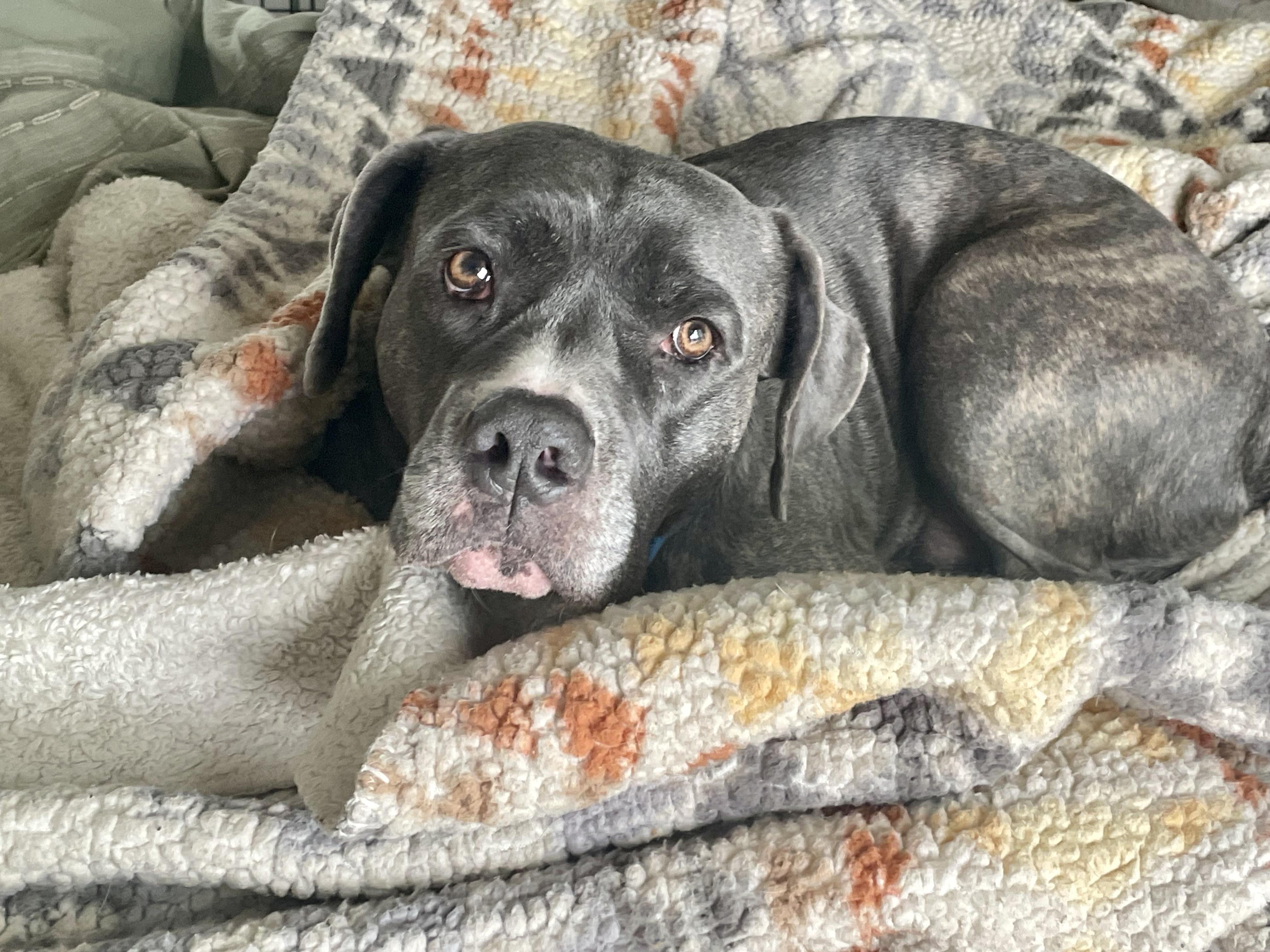 Enlarge Lilly, a ADOPTABLE Mixed Breed in San Diego, CA image 2/6