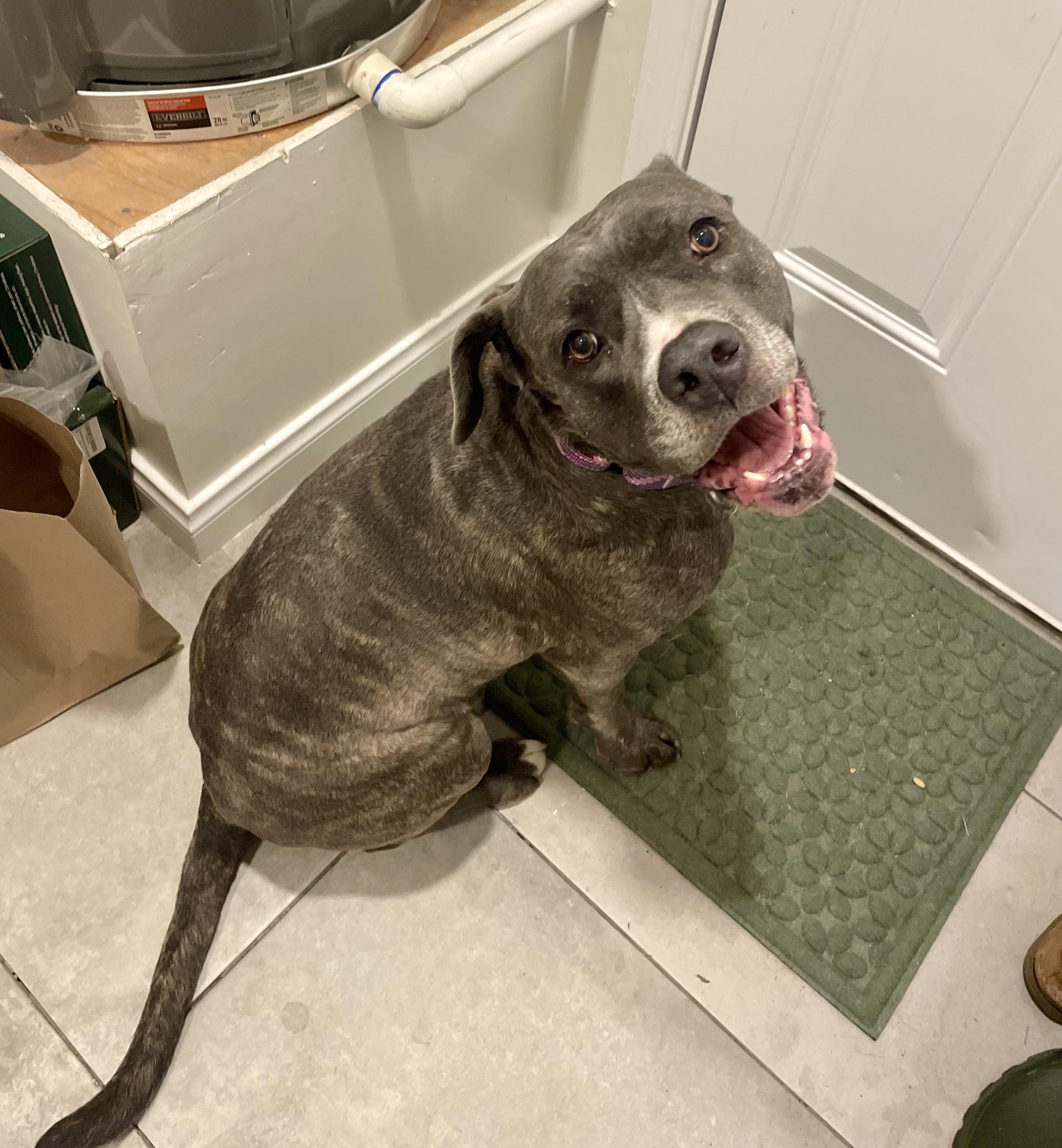 Enlarge Lilly, a ADOPTABLE Mixed Breed in San Diego, CA image 5/6