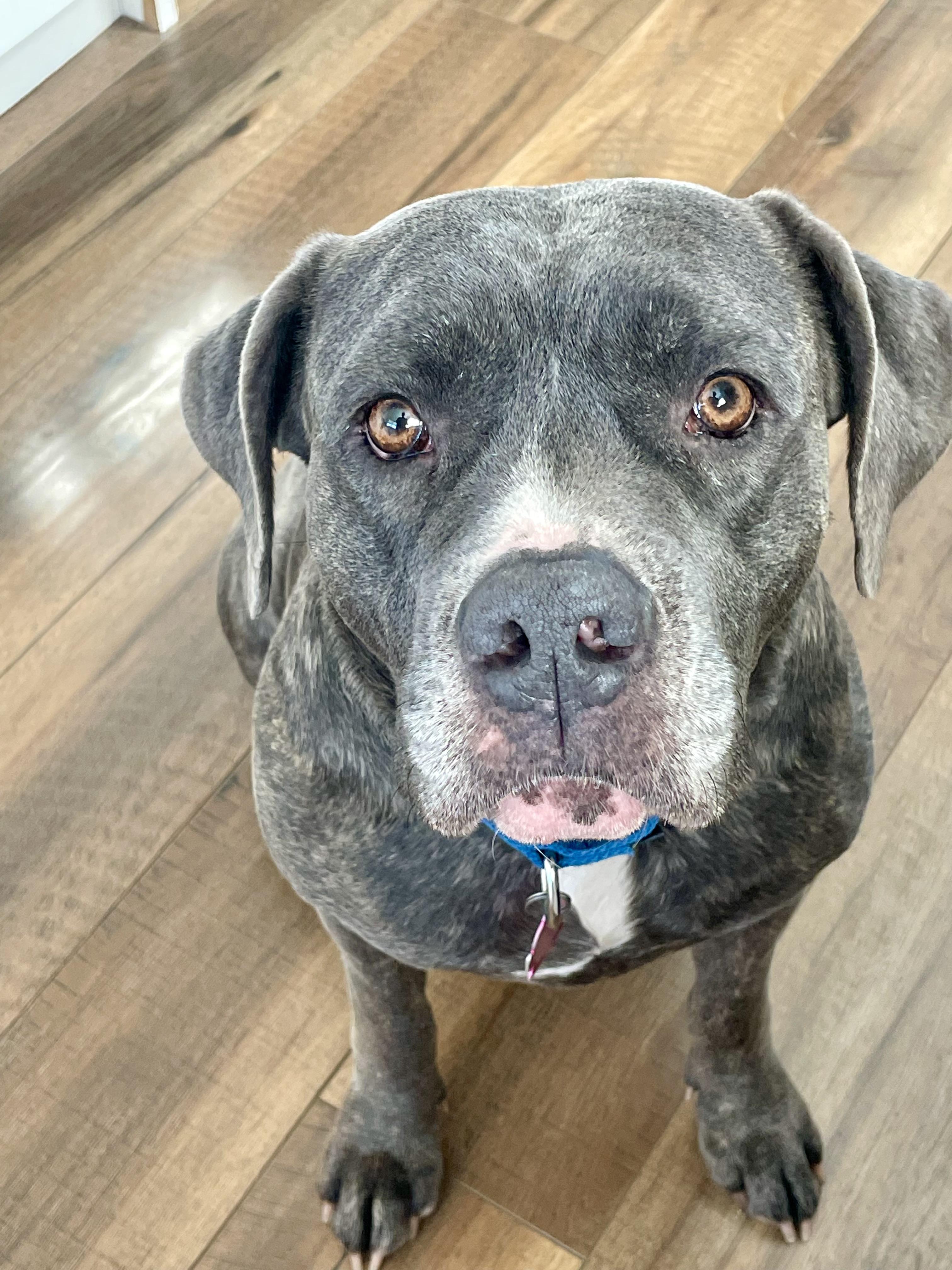 Lilly, ADOPTABLE, Adult Female Mixed Breed.