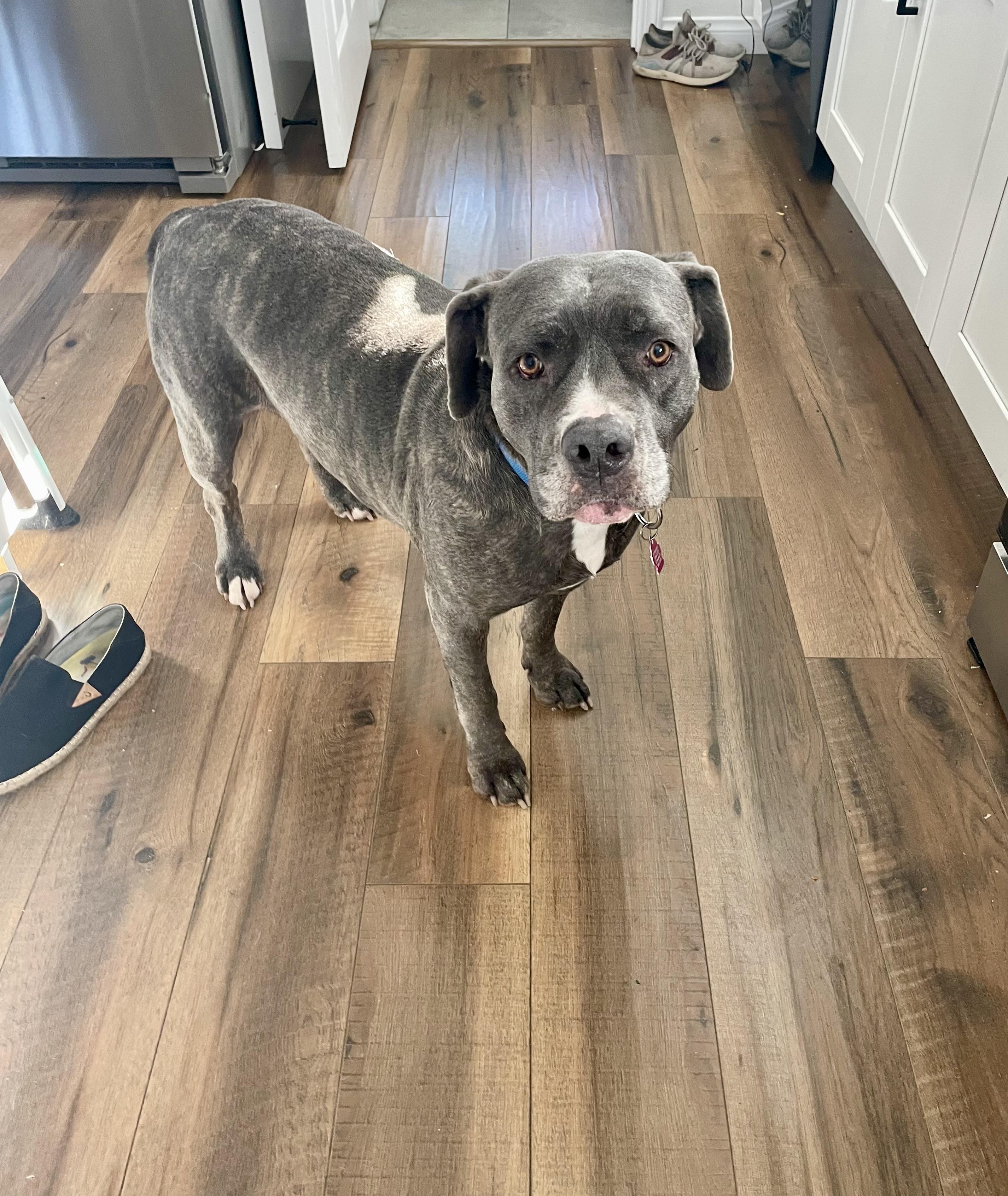 Enlarge Lilly, a ADOPTABLE Mixed Breed in San Diego, CA image 4/6