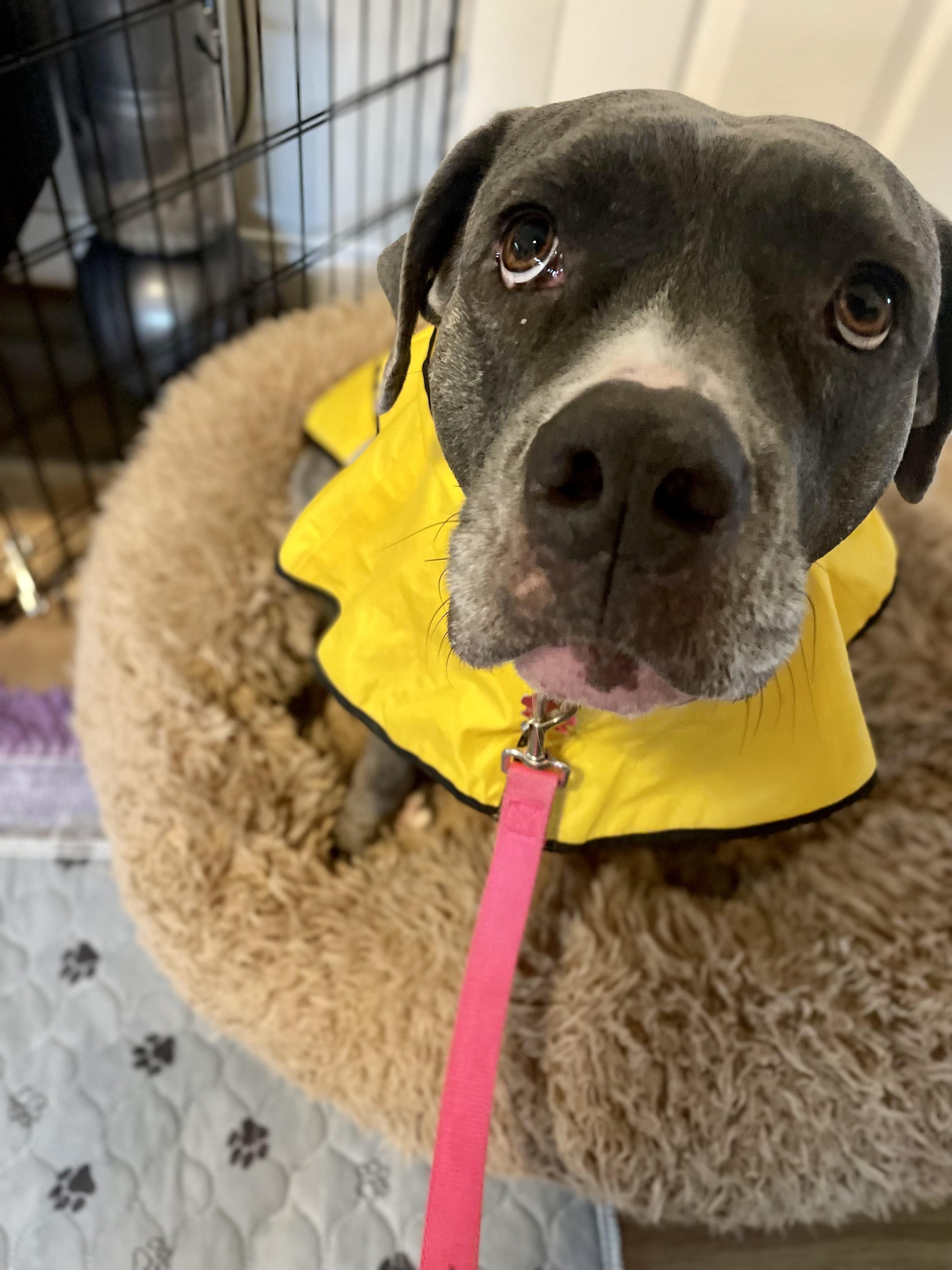 Enlarge Lilly, a ADOPTABLE Mixed Breed in San Diego, CA image 3/6