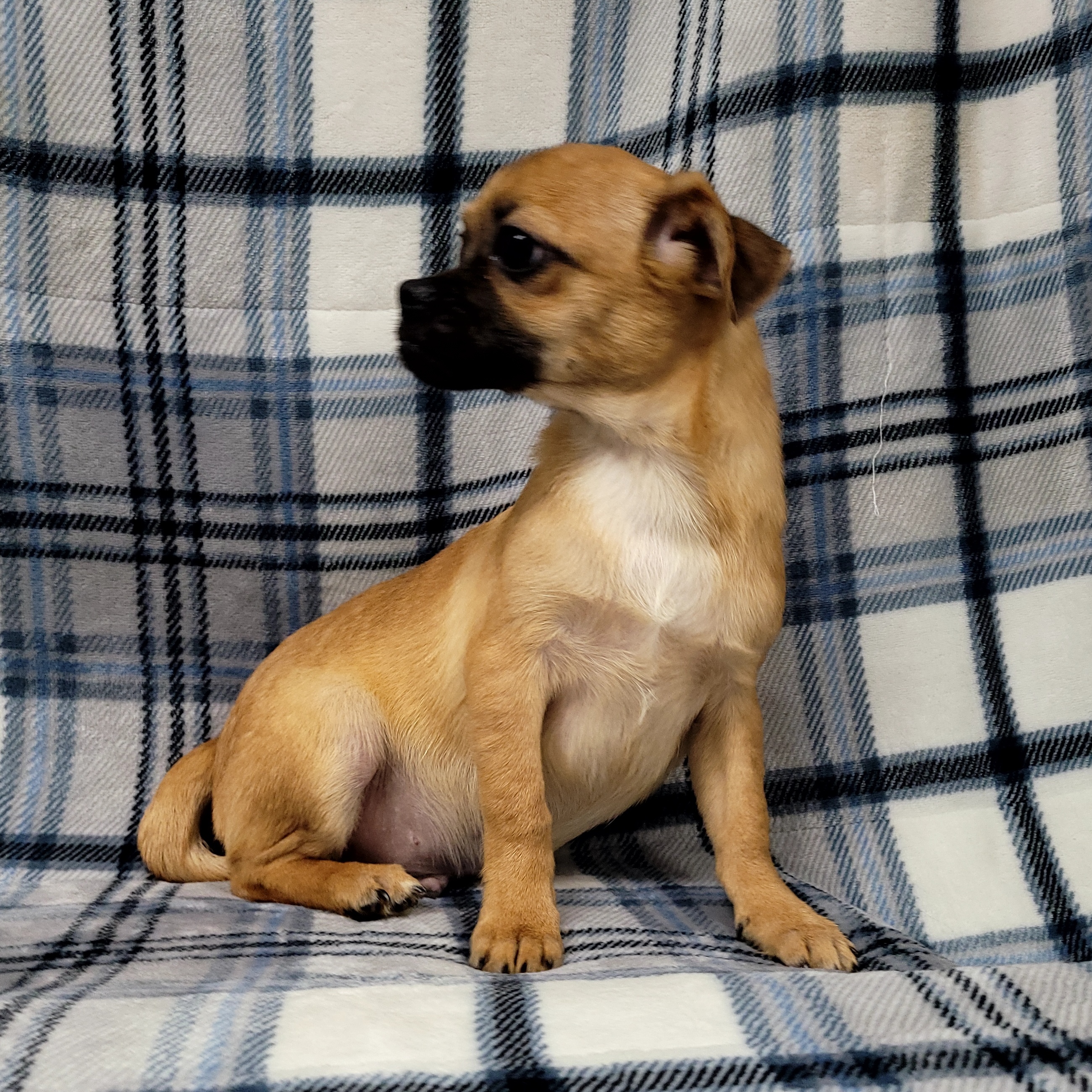 Pug Chihuahua Mix Puppy Mops Pug Mix Chihuahua Puppies Chug Dog Is