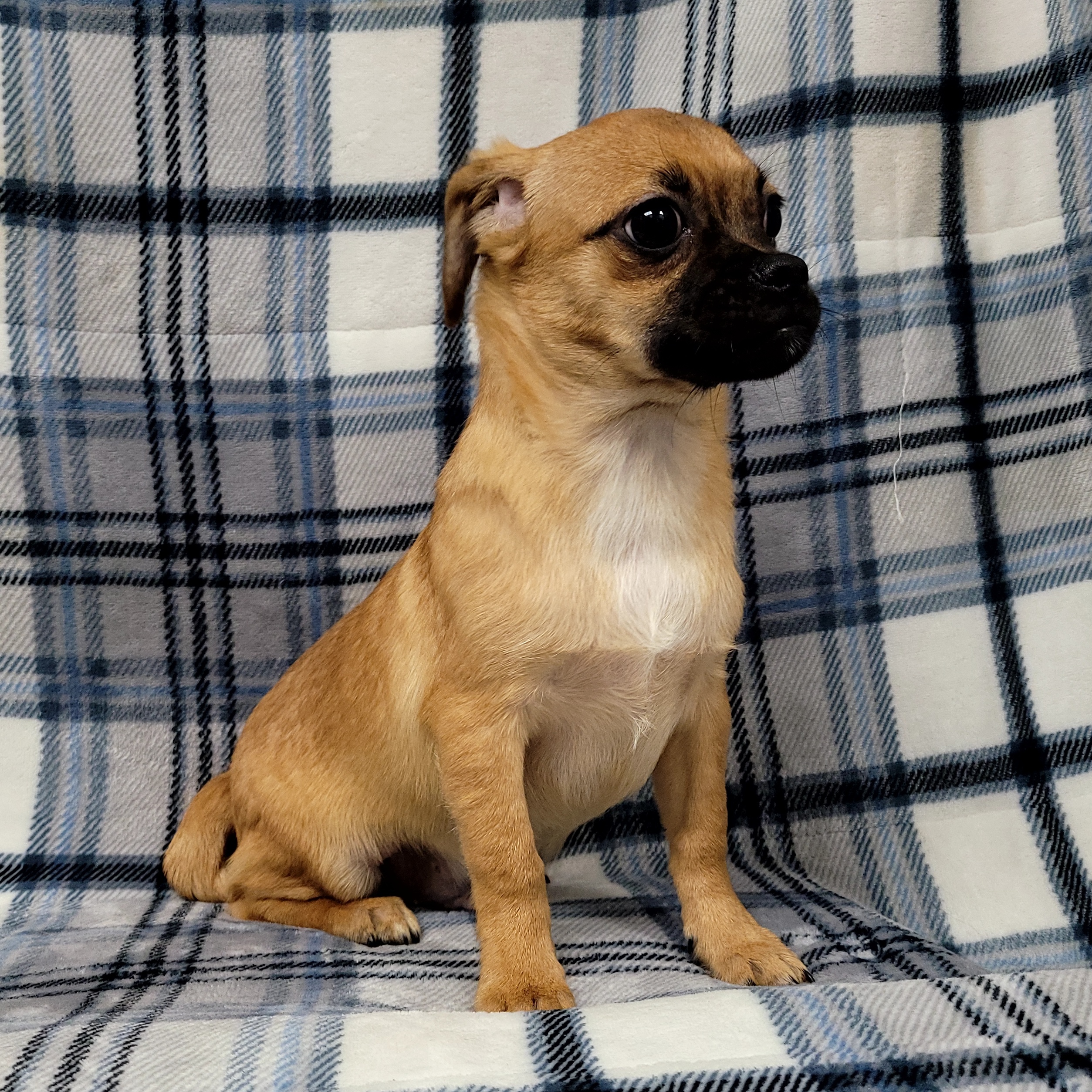 Beau — thumbnail 3