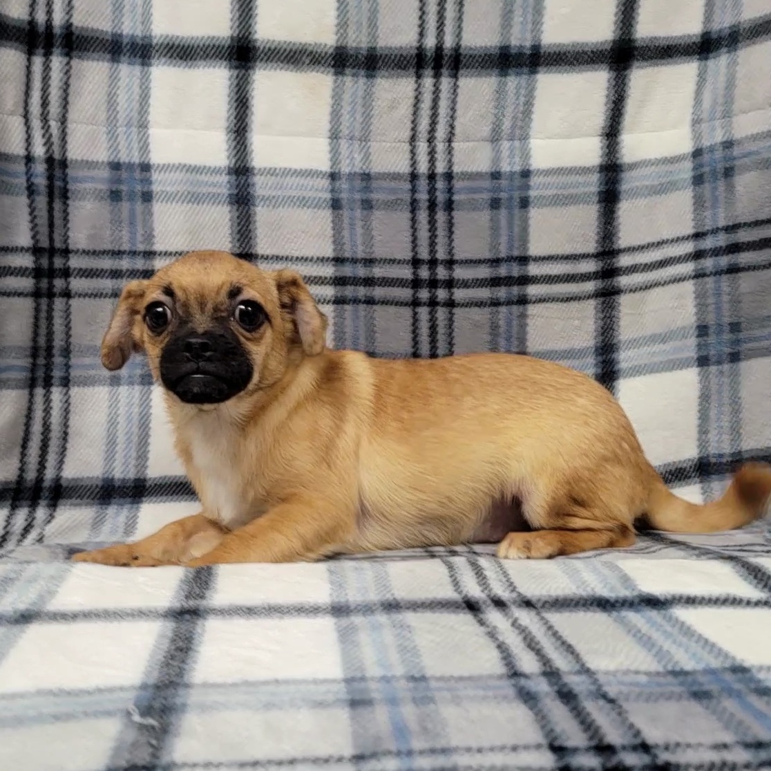 Beau — thumbnail 4