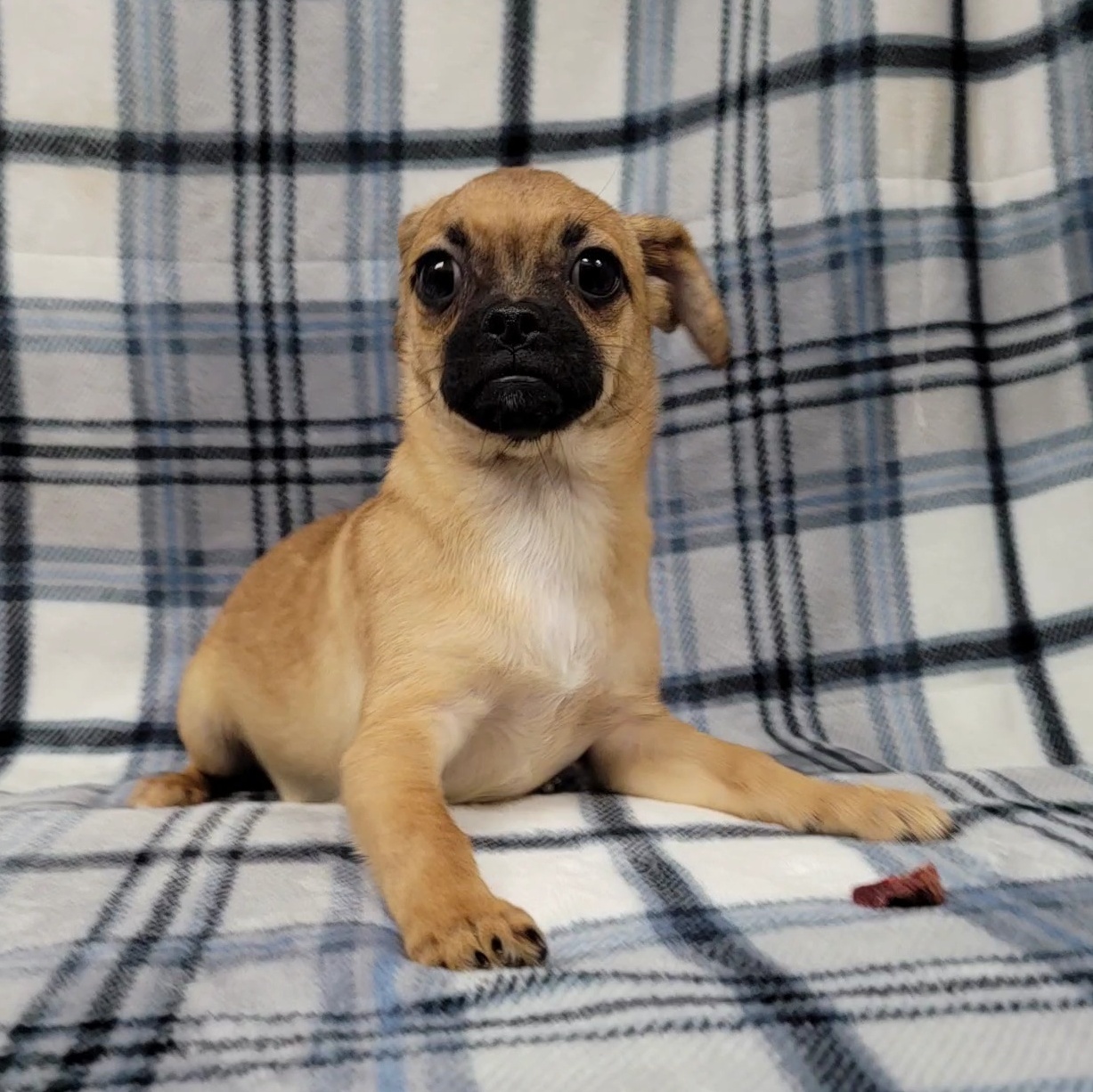 Beau — thumbnail 5