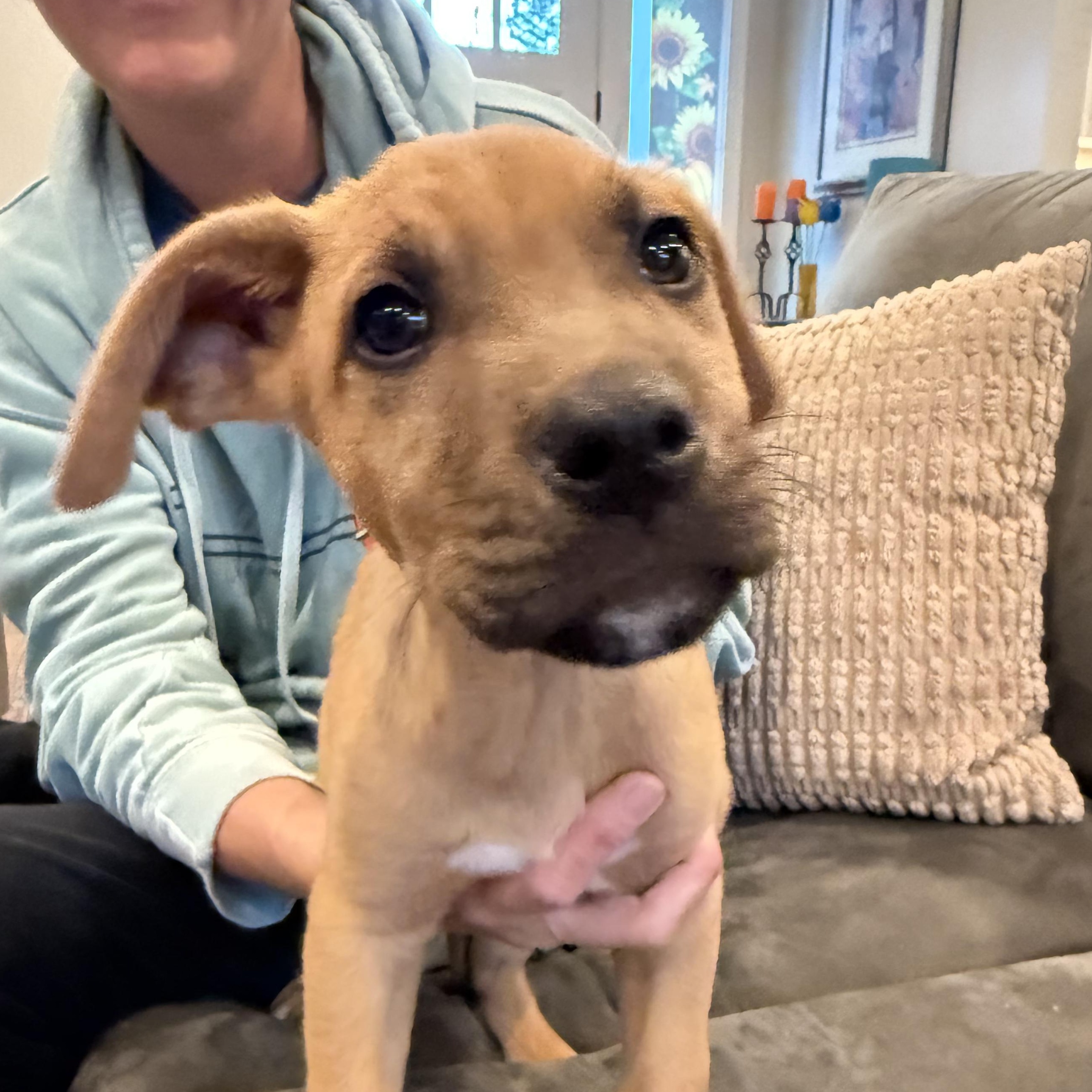 Gold Rush Litter_ Copper