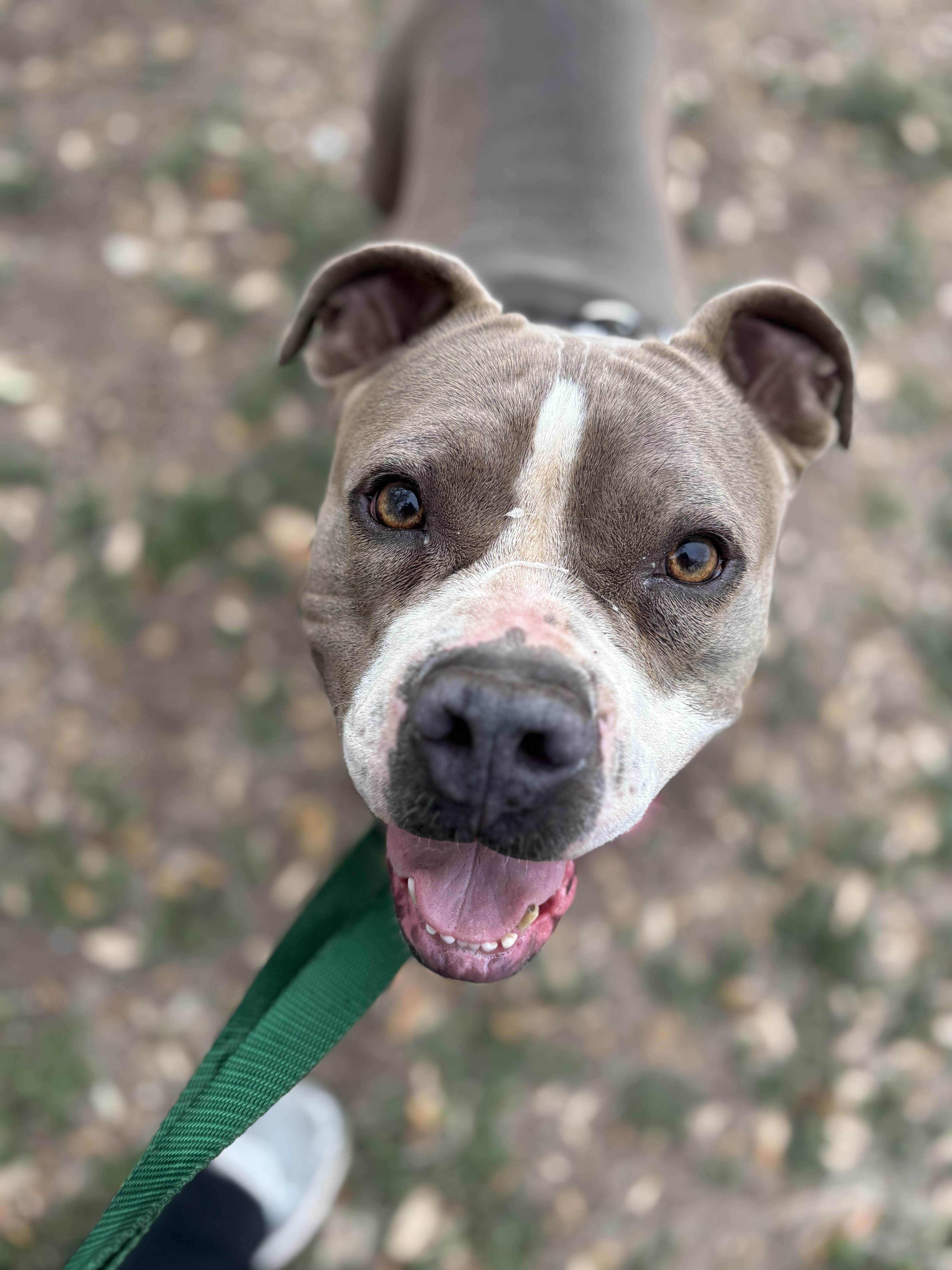 Enlarge Nikita, a ADOPTABLE Pit Bull Terrier in Blanco, TX image 3/6