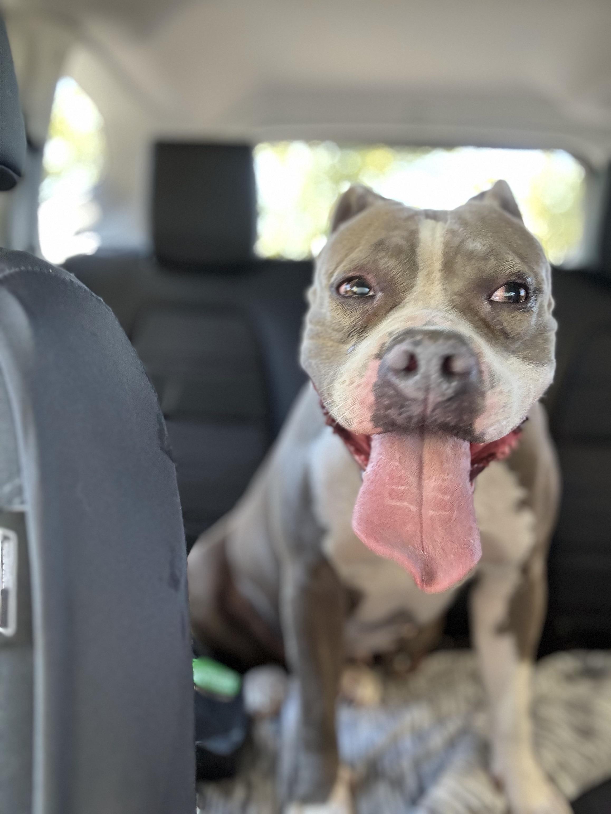 Enlarge Nikita, a ADOPTABLE Pit Bull Terrier in Blanco, TX image 1/6