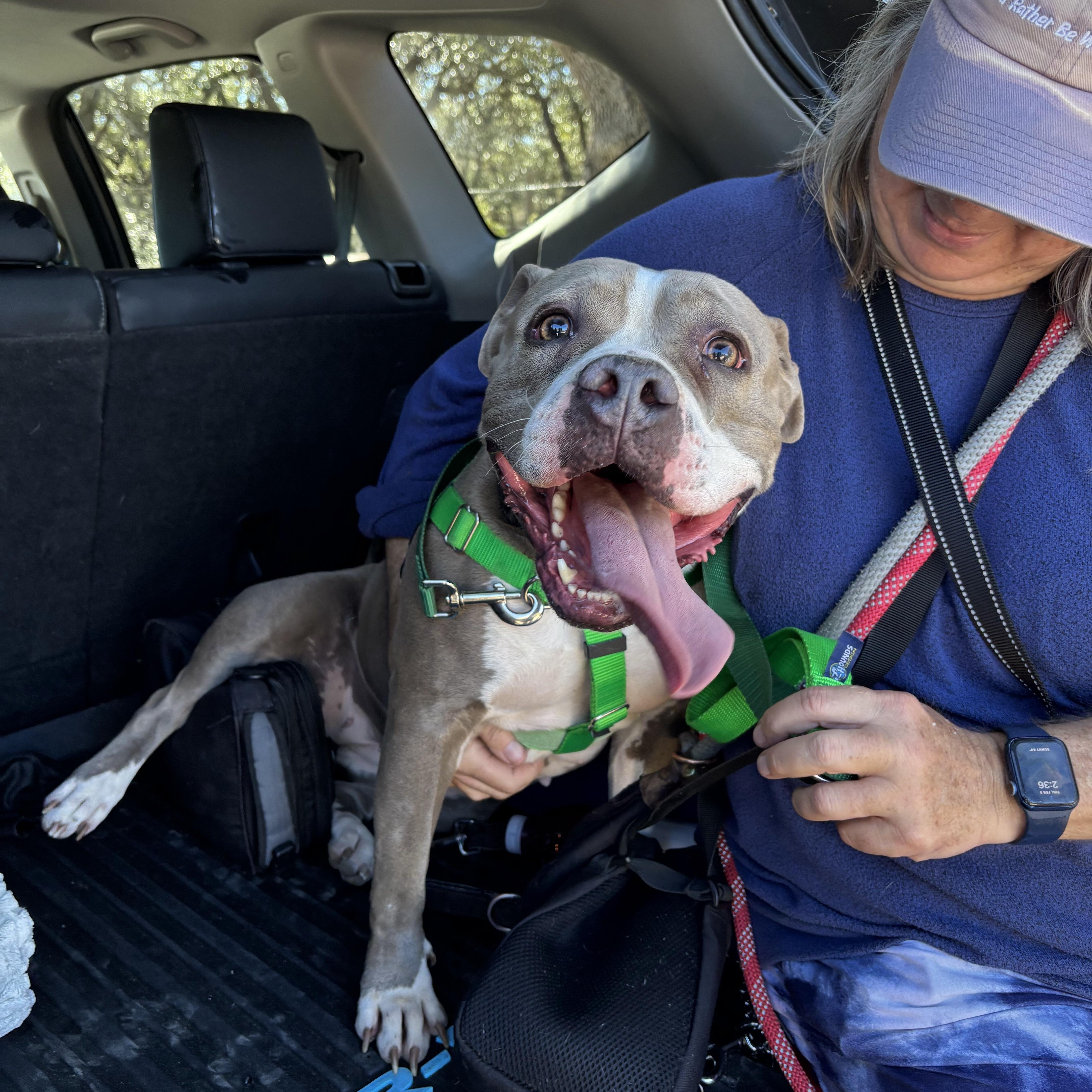 Enlarge Nikita, a ADOPTABLE Pit Bull Terrier in Blanco, TX image 2/6