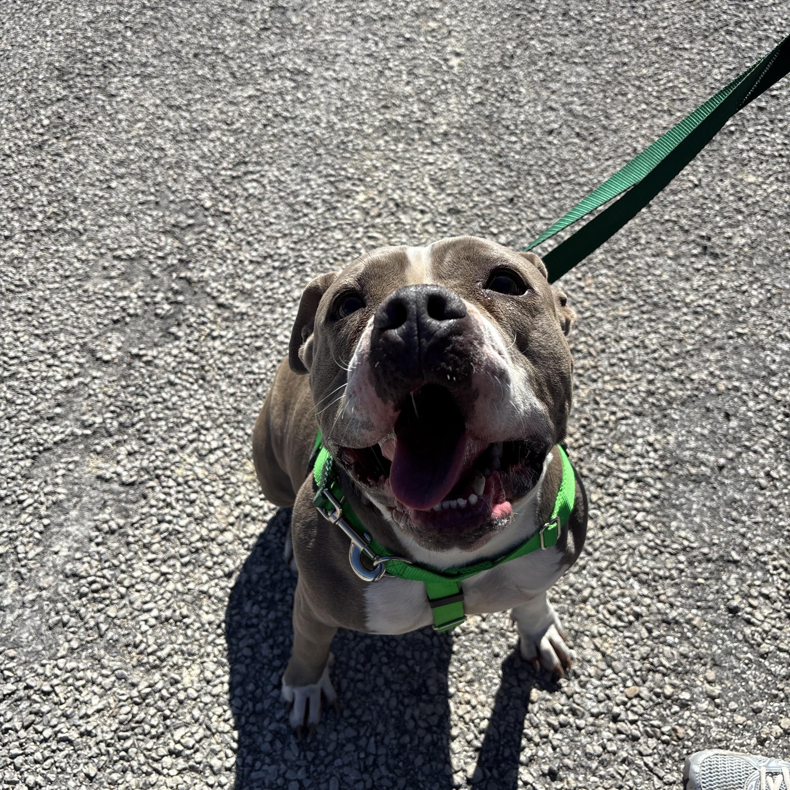 Enlarge Nikita, a ADOPTABLE Pit Bull Terrier in Blanco, TX image 4/6