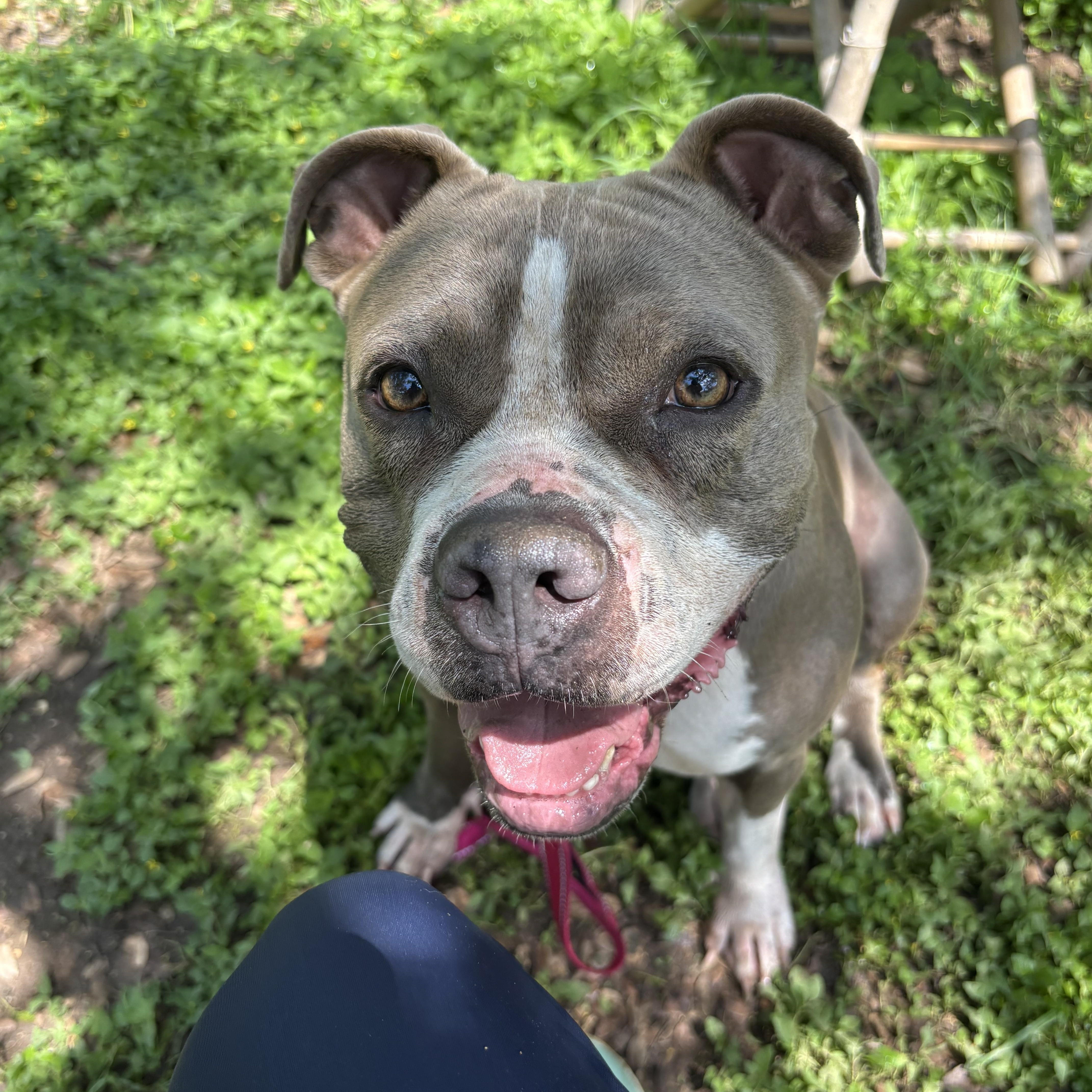 Enlarge Nikita, a ADOPTABLE Pit Bull Terrier in Blanco, TX image 5/6