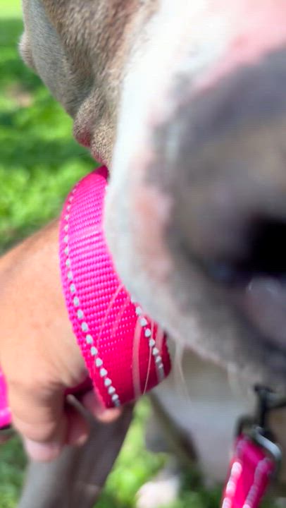 Enlarge Nikita, a ADOPTABLE Pit Bull Terrier in Blanco, TX video 6/6