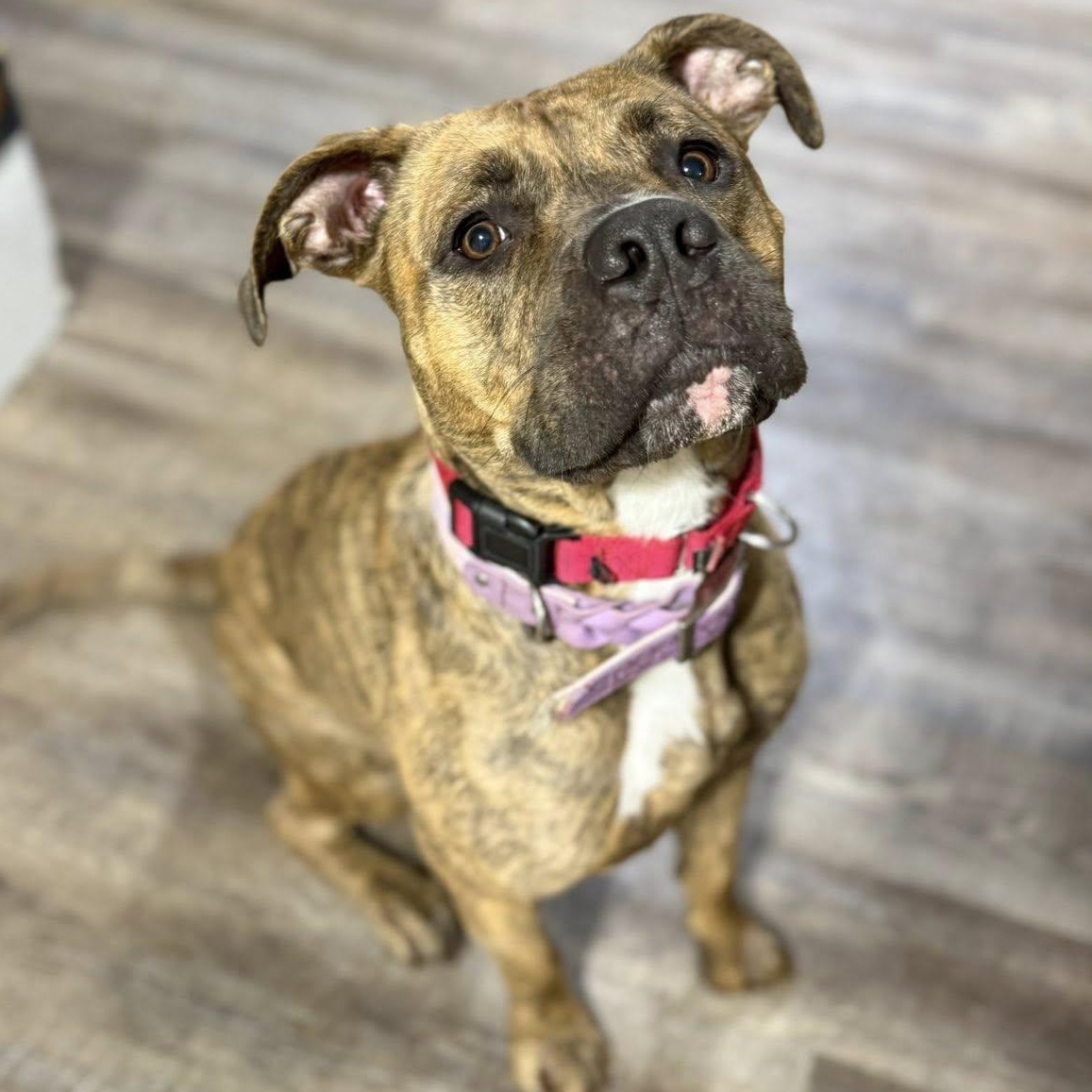 Sailor, ADOPTABLE, Young Female Pit Bull Terrier.