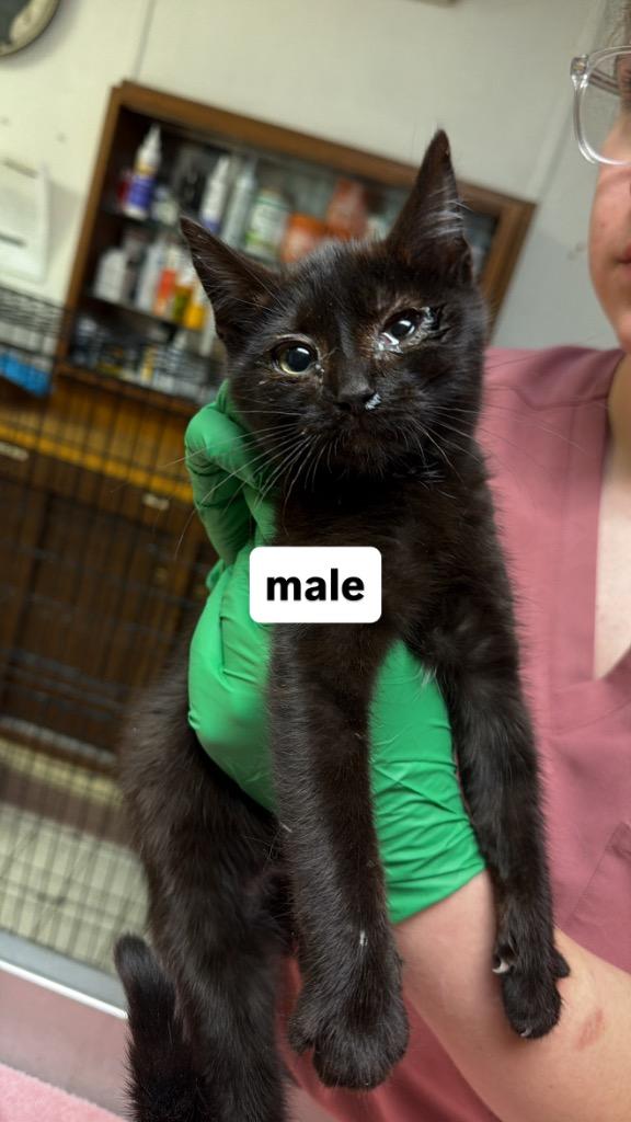 Enlarge Thyme, a ADOPTABLE Domestic Short Hair in Columbus, NE image 2/2