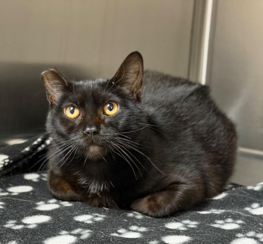 Thyme, ADOPTABLE, Kitten Male Domestic Short Hair.