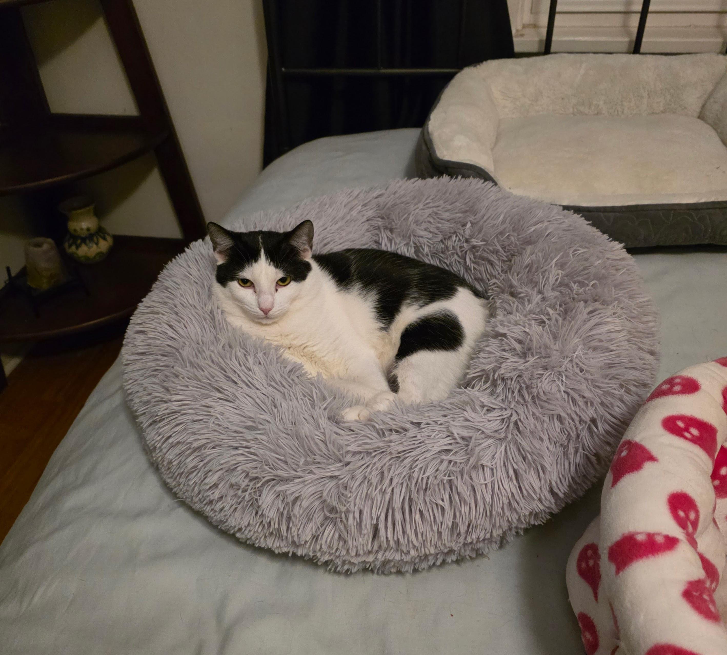 Thor and Hela, ADOPTABLE, Young Male Domestic Short Hair.