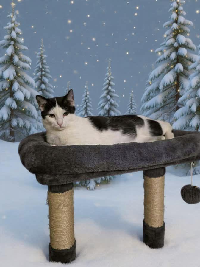 Enlarge Thor and Hela, a ADOPTABLE mixed breed in Latham, NY image 2/6