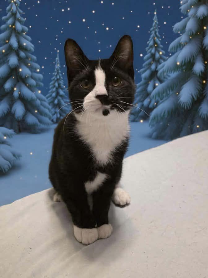 Enlarge Thor and Hela, a ADOPTABLE mixed breed in Latham, NY image 4/6