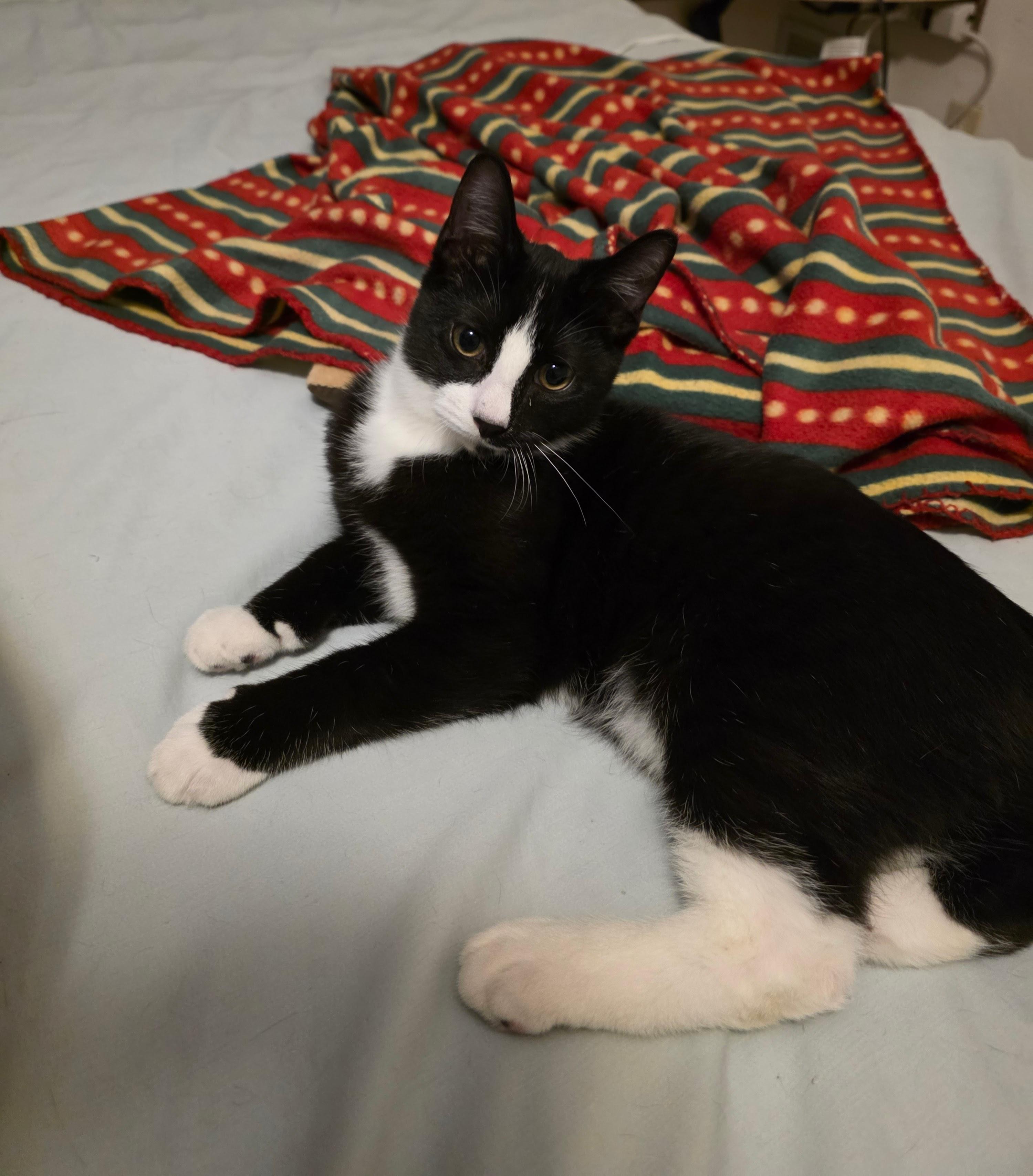 Enlarge Thor and Hela, a ADOPTABLE mixed breed in Latham, NY image 5/6